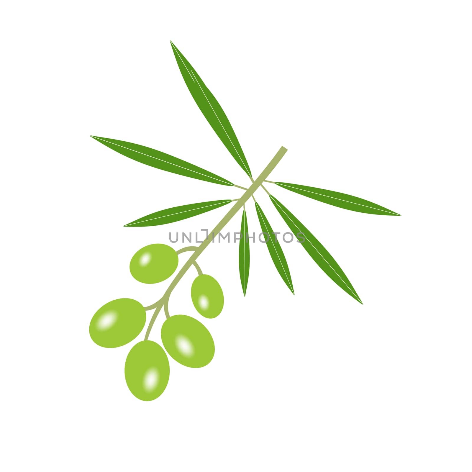 Green Olive branch isolated on white background
