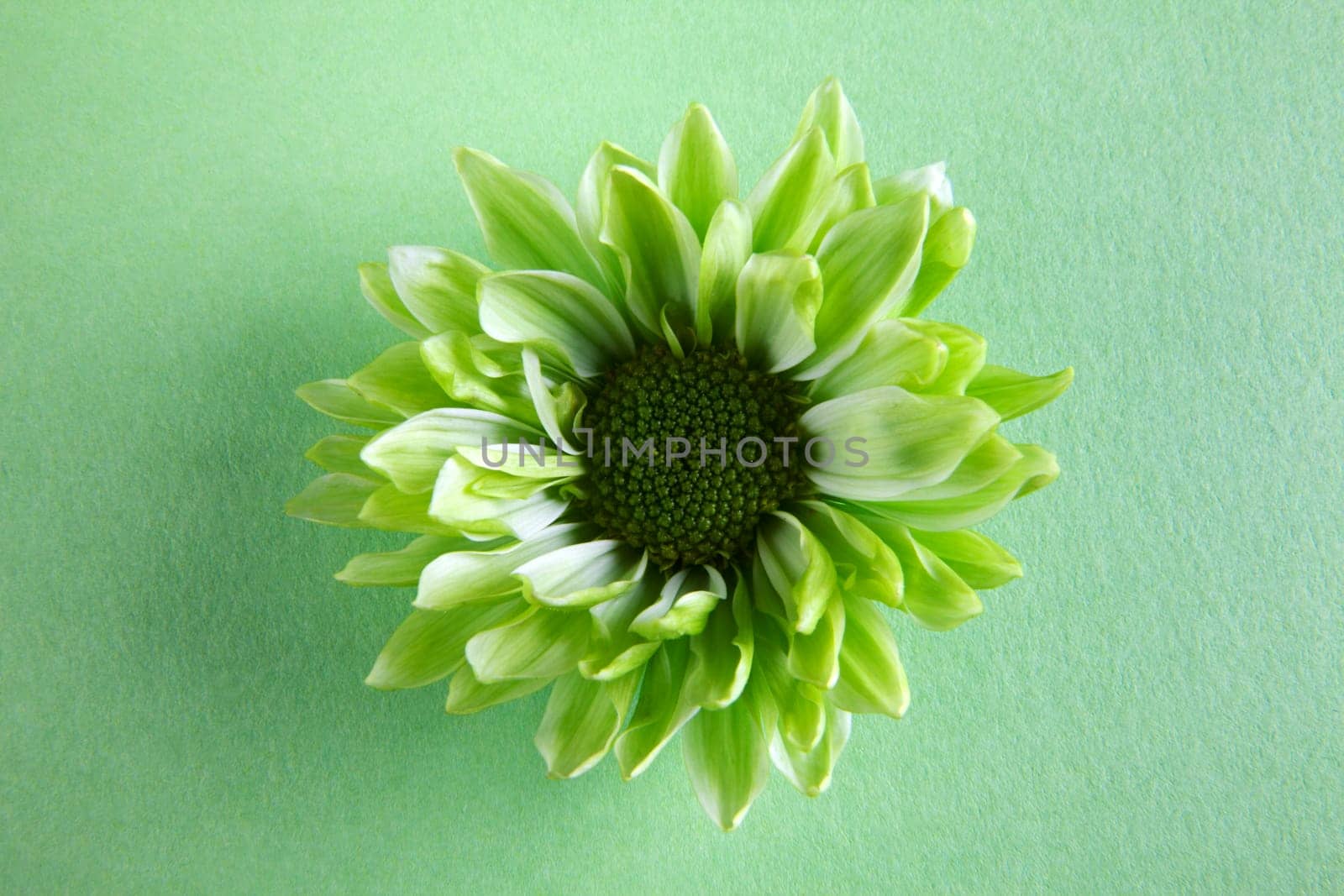 Chrysantemum flower over green background
