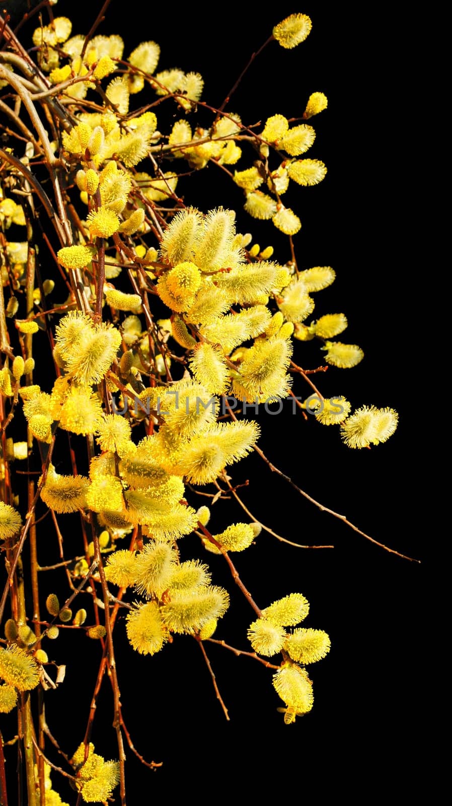 Willow catkin