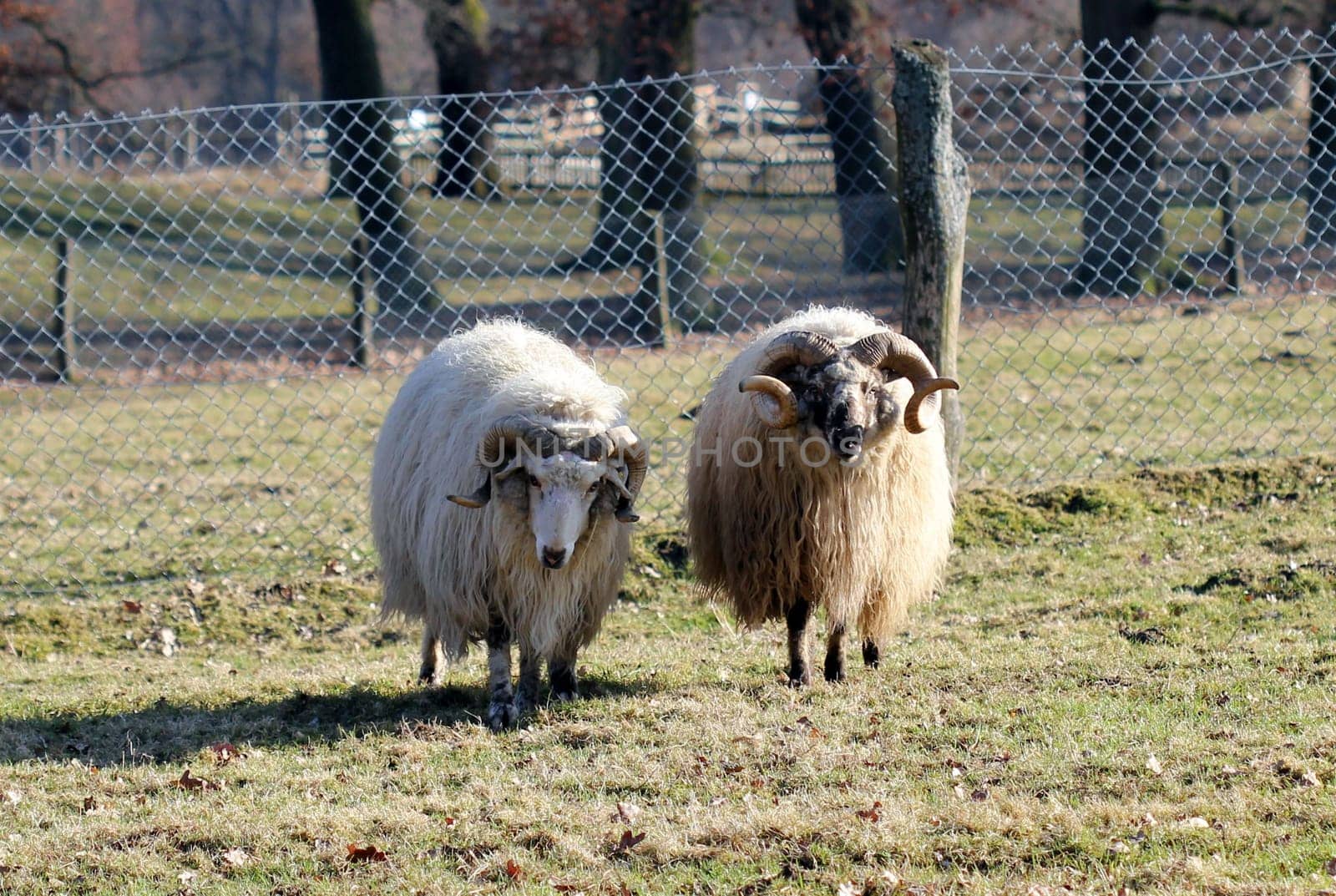 Two Wallachian rams at Sababurg Zoo