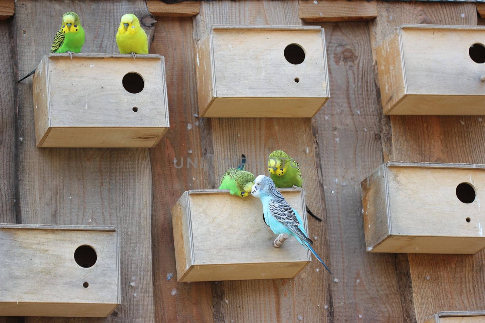 Budgie couples with homes of their own