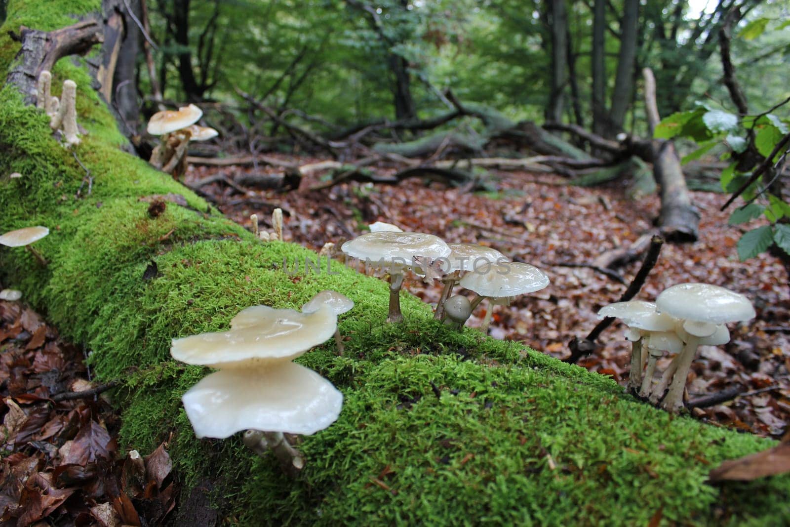 Beech slime turnips in the Sababurg primeval forest