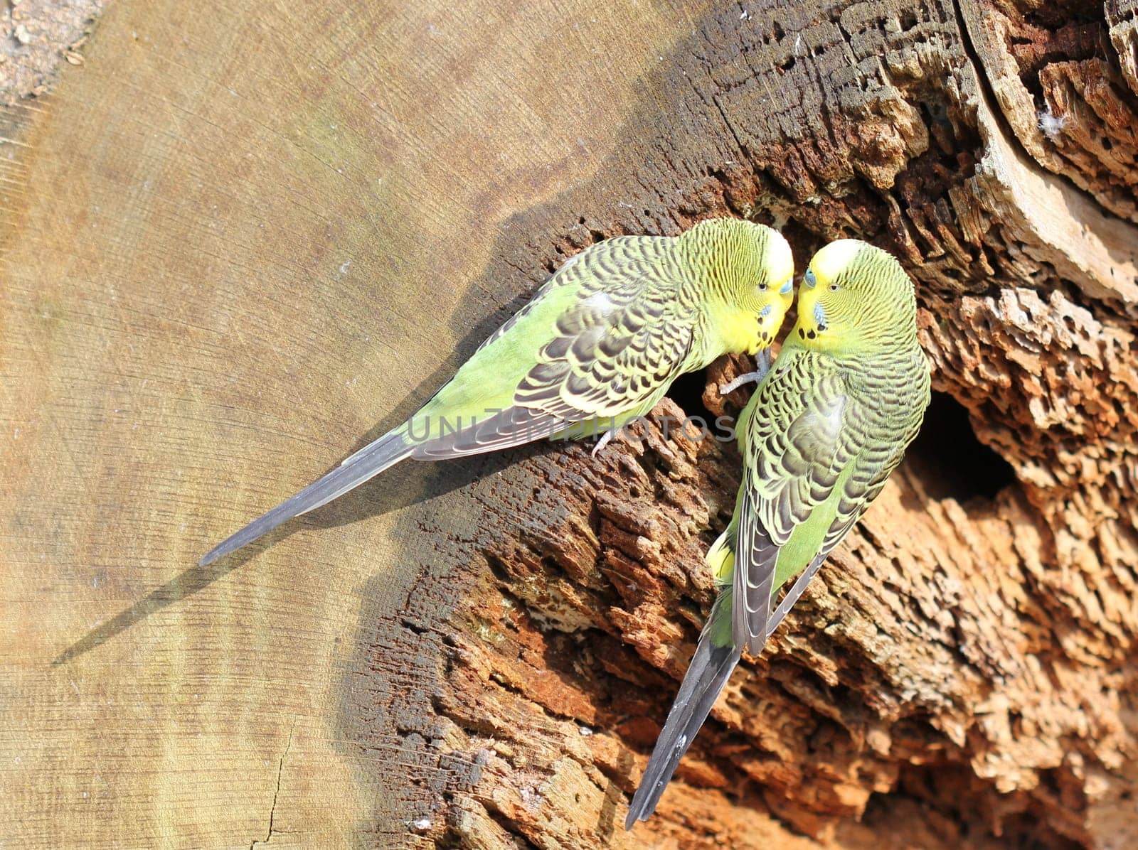 Two male budgies in love