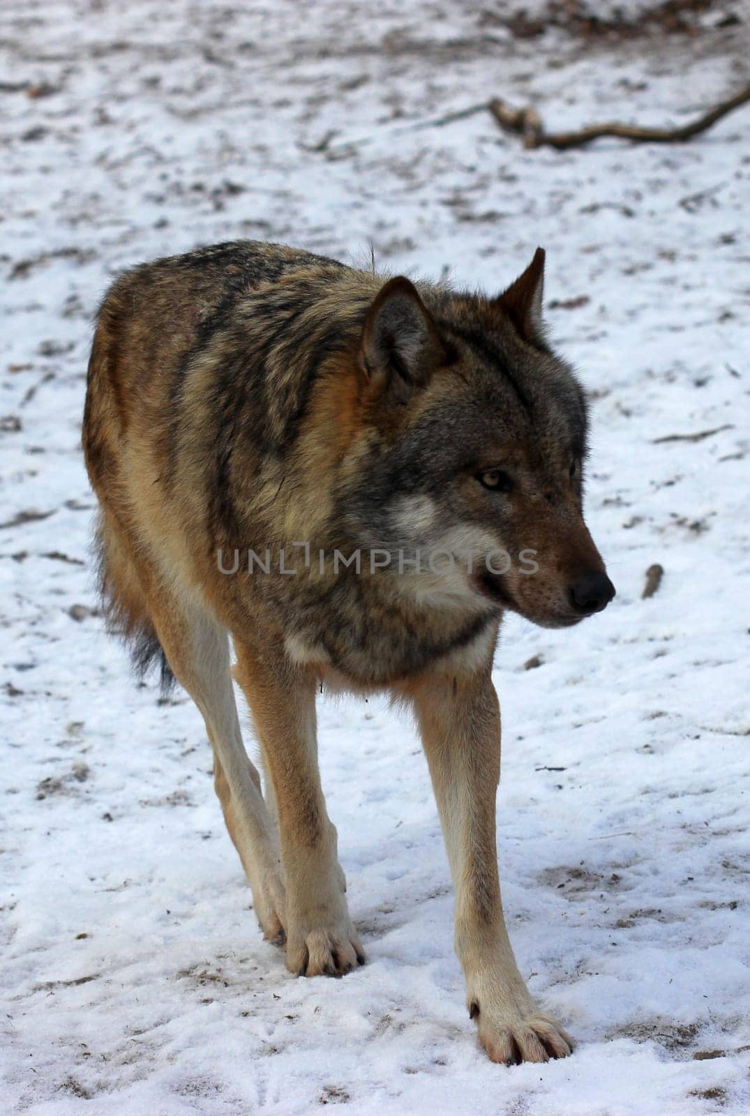 Wolf in the wintry Sababurg Zoo