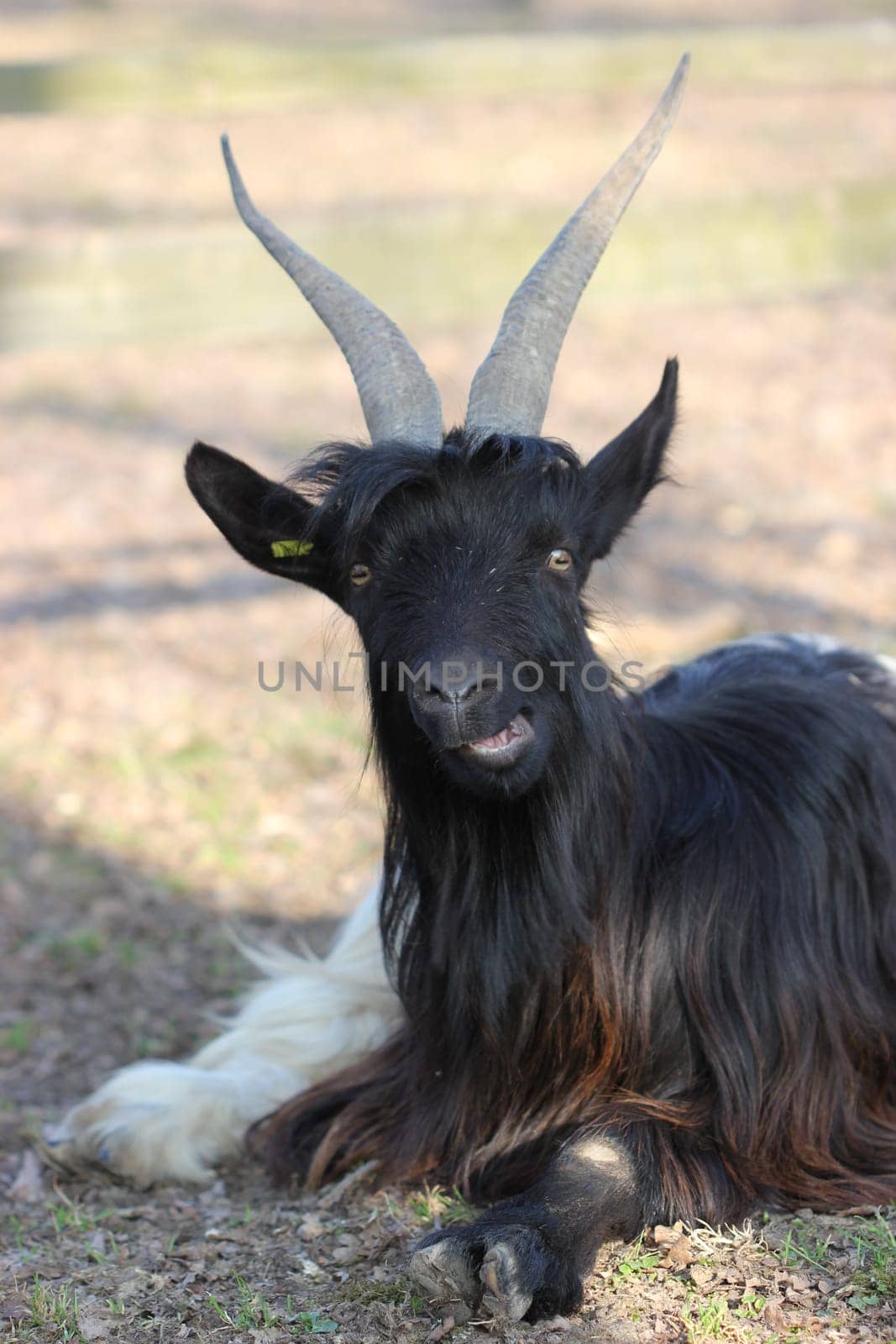 Valais black-necked goat at Sababurg Zoo