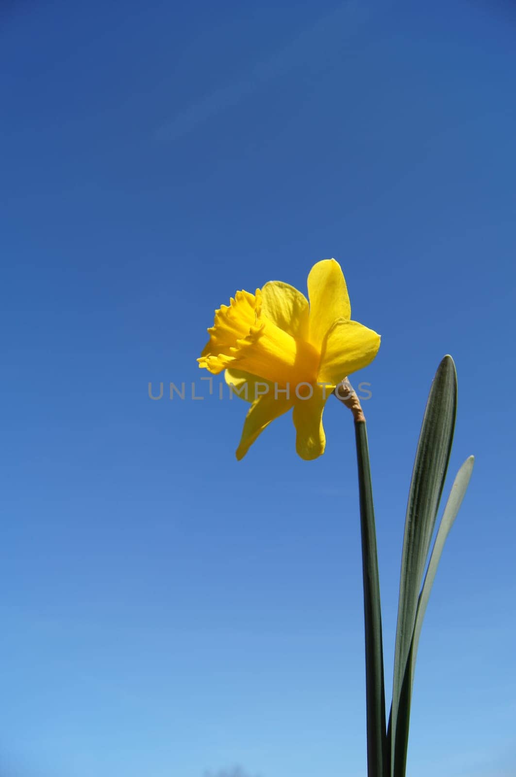 A Single Daffodil