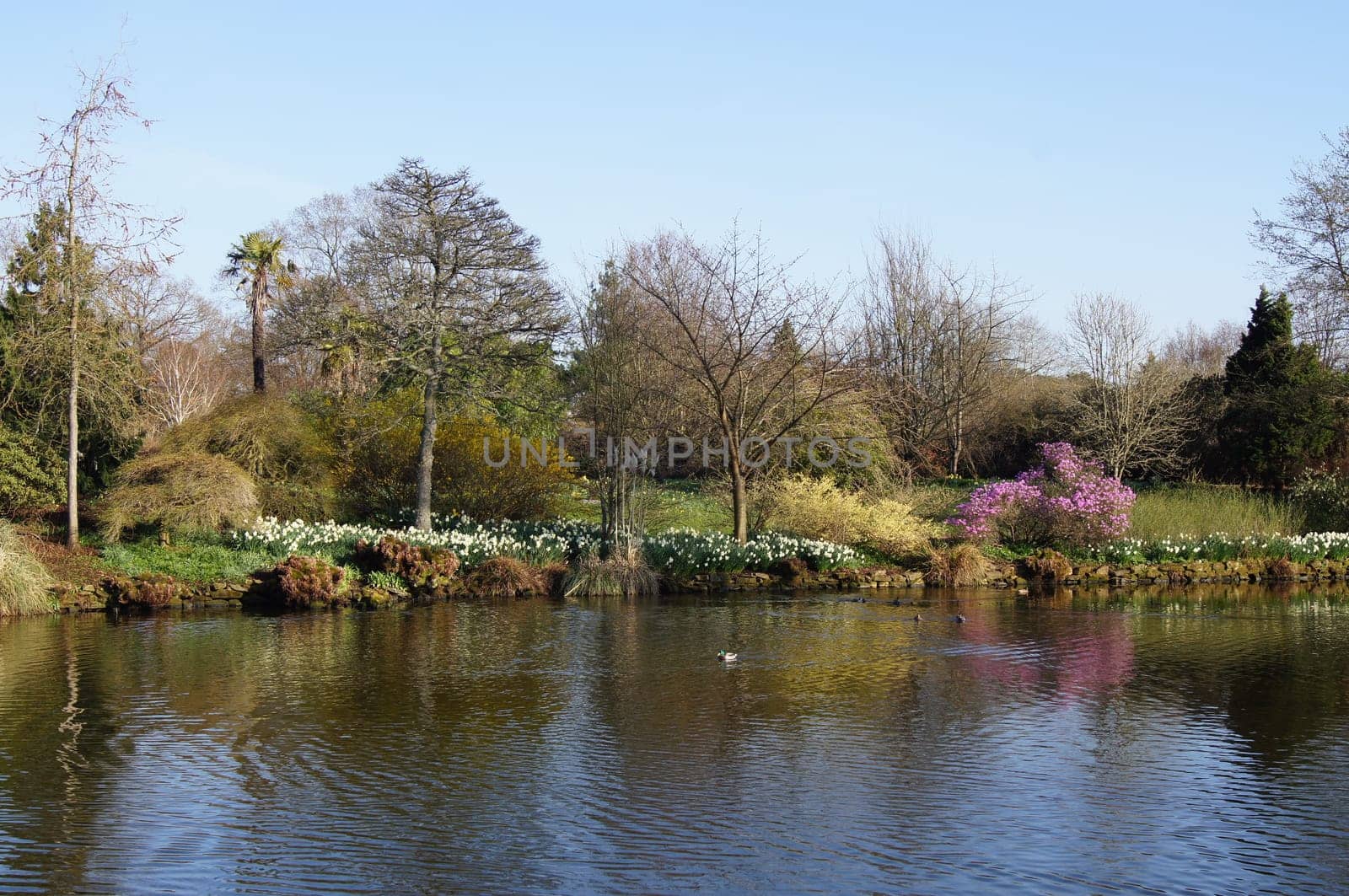 A Lake in Early Spring
