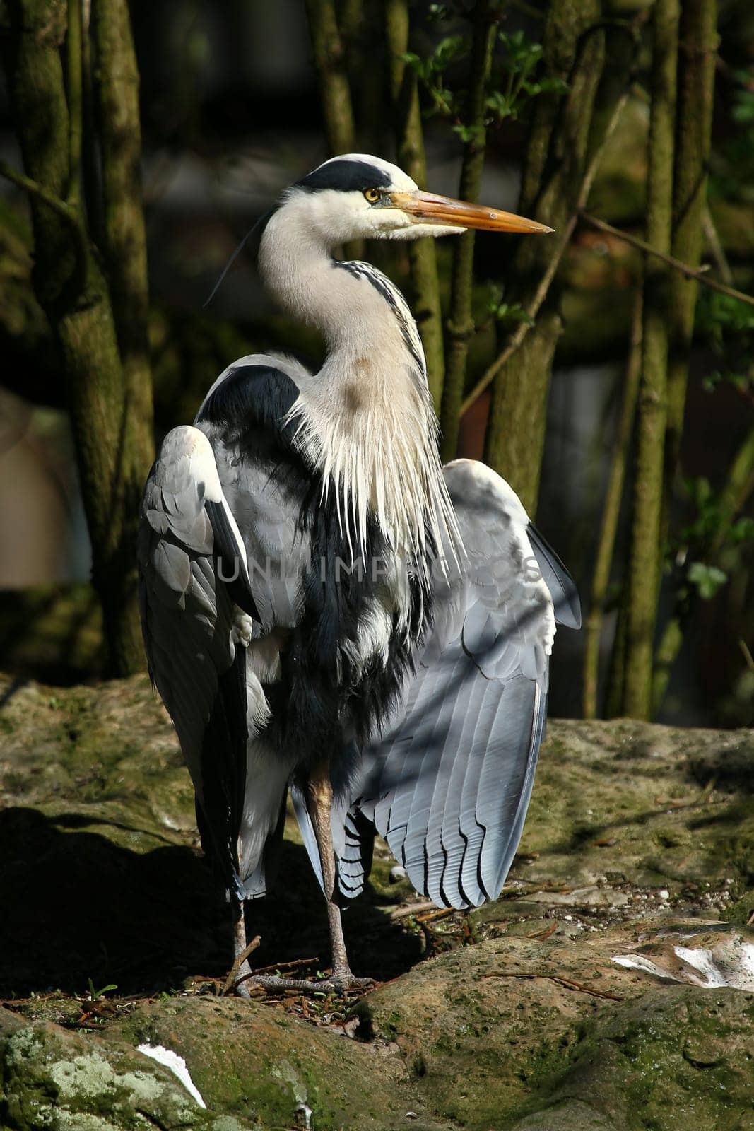 Grey heron
