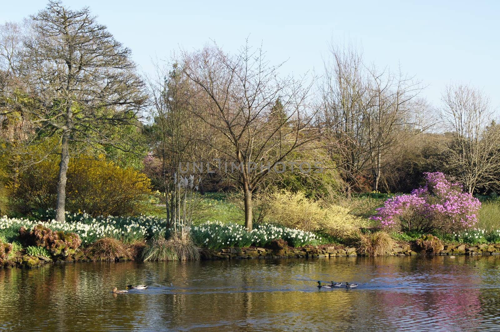 A Lake in Early Spring