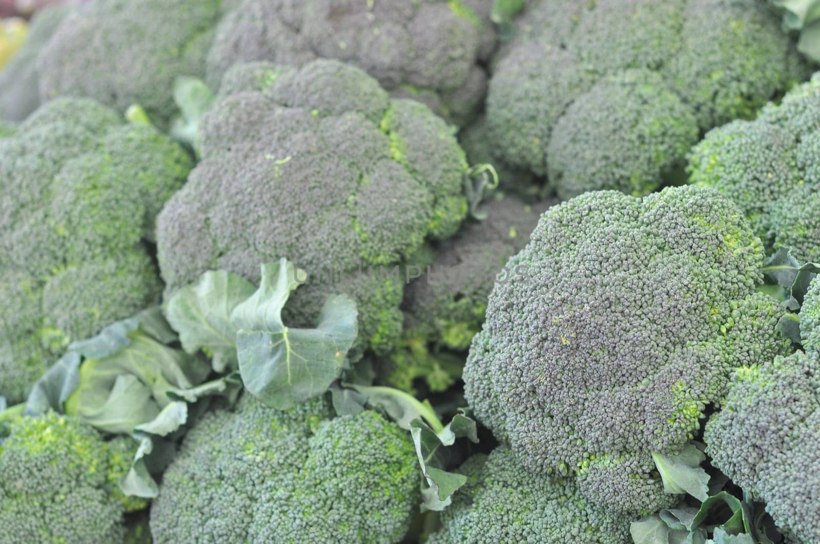 Broccoli plant in the cabbage family, with large edible flower head vegetable