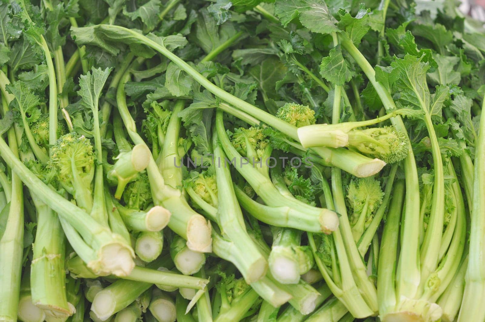 Rapini aka Broccoli Rabe Raap Raab, Broccoletti Broccoli Rape, Cime di Rapa, Rappi Friarielli