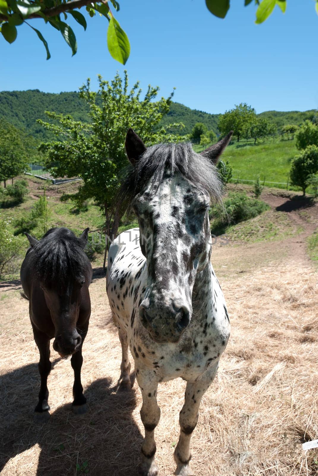 pair of horses in the countryside in Italy