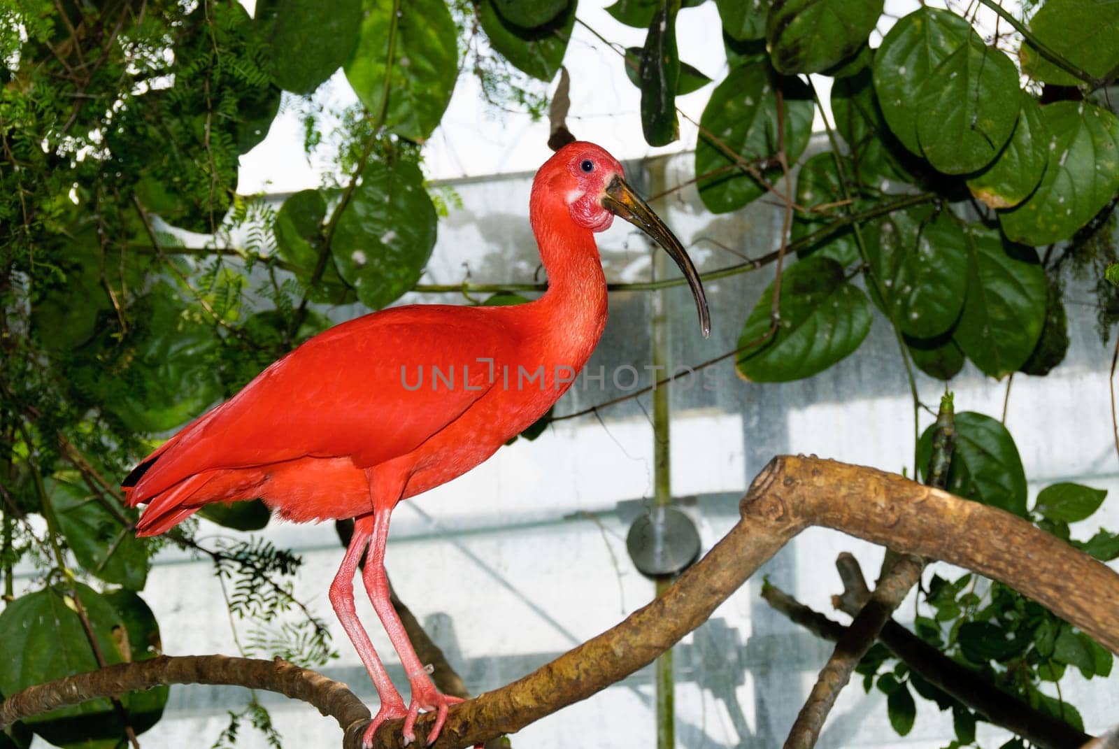 closeup of a scarlet ibis on a branch