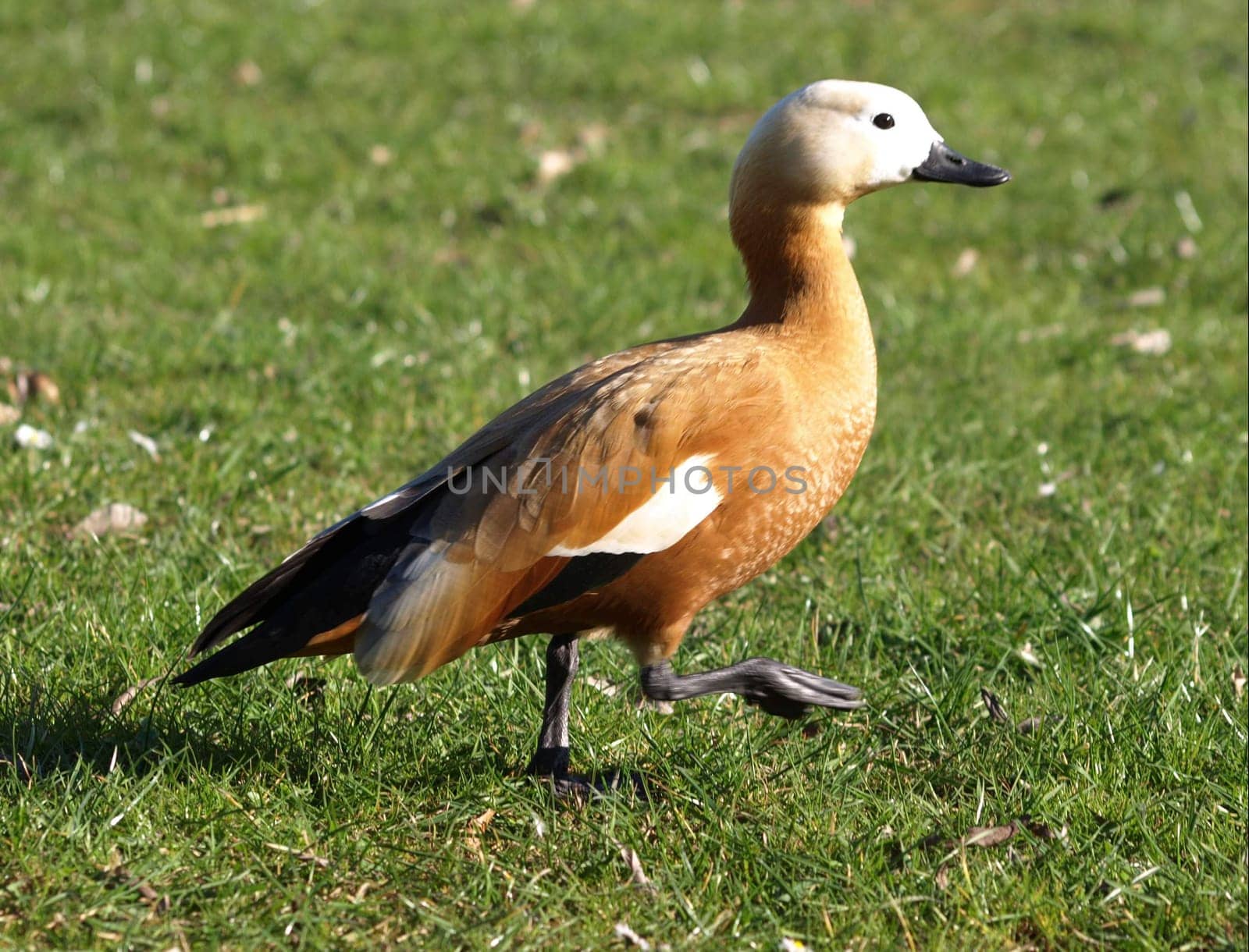 Ruddy shelduck