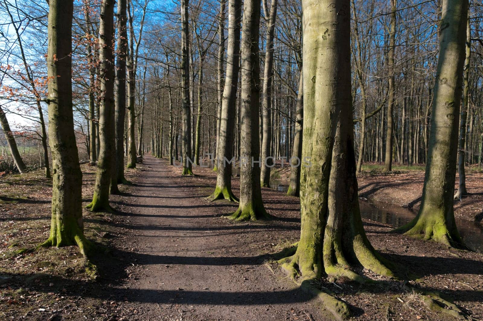 small footpath between a forest of beech trees