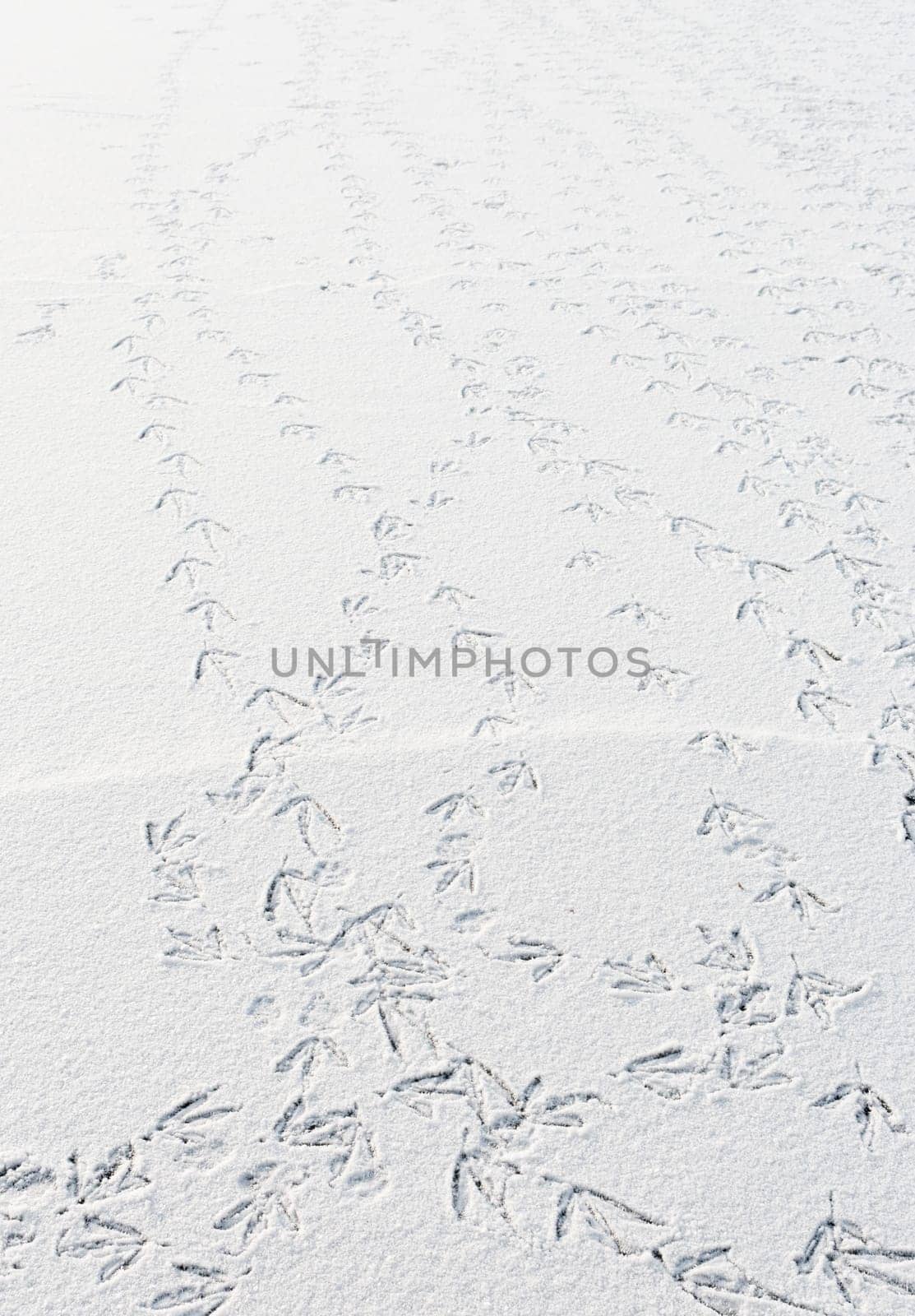 lots of bird trails on a frozen lake covered with snow