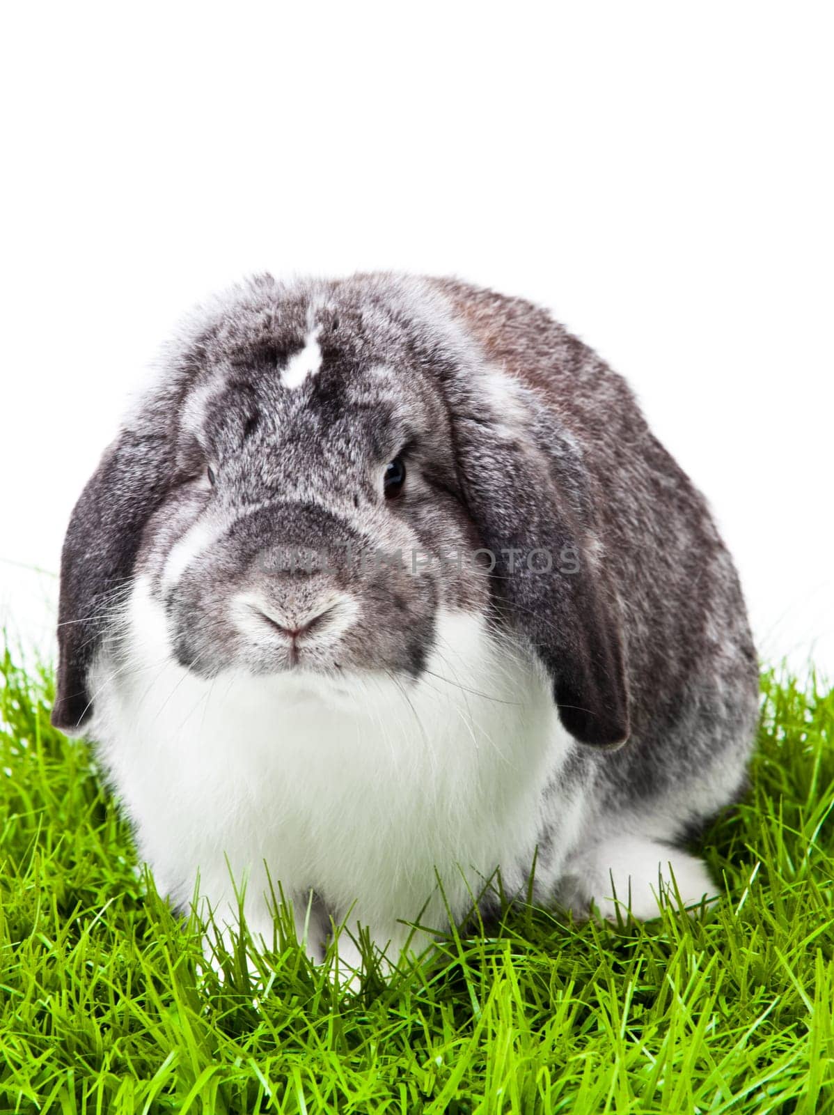 Adorable rabbit isolated on a white background. French Lop rabbit.