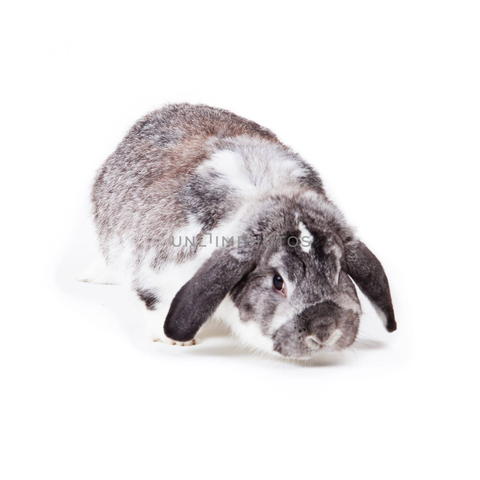 Adorable rabbit isolated on a white background. French Lop rabbit.