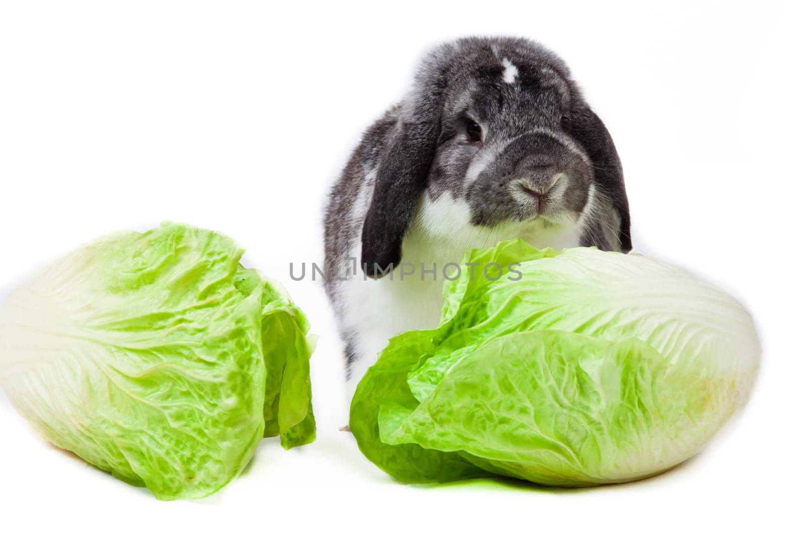 Adorable rabbit isolated on a white background. French Lop rabbit.