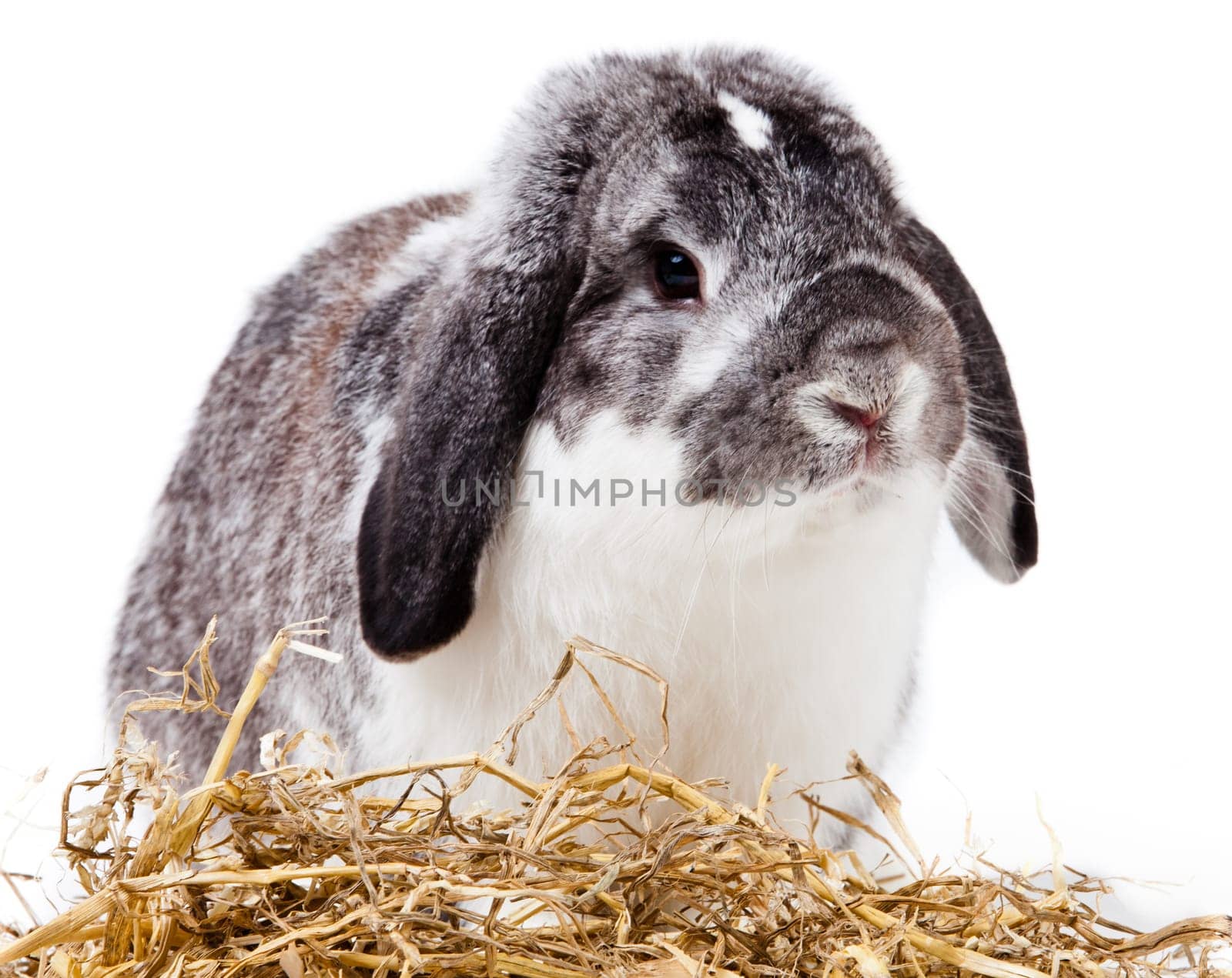 Adorable rabbit isolated on a white background. French Lop rabbit.