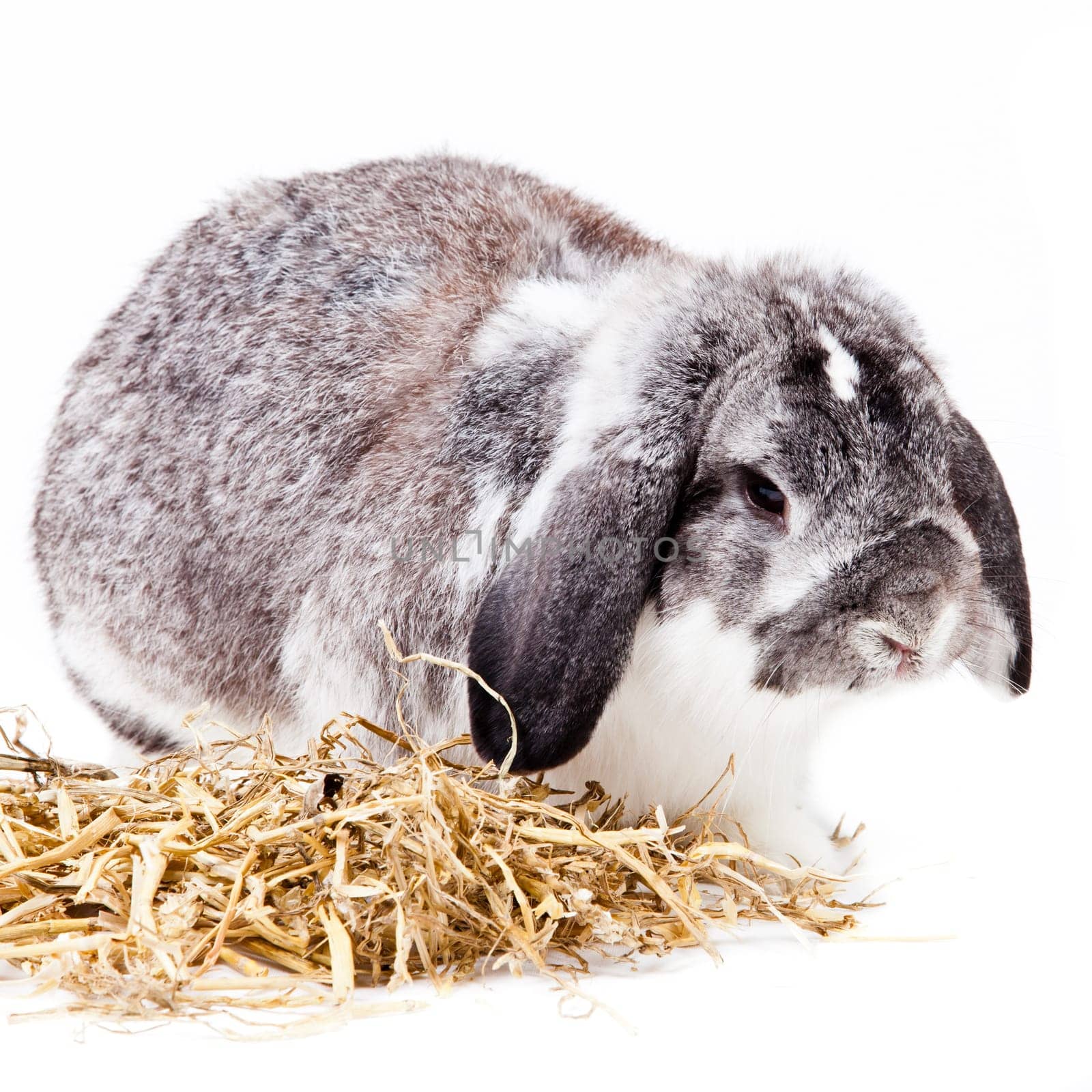 Adorable rabbit isolated on a white background. French Lop rabbit.