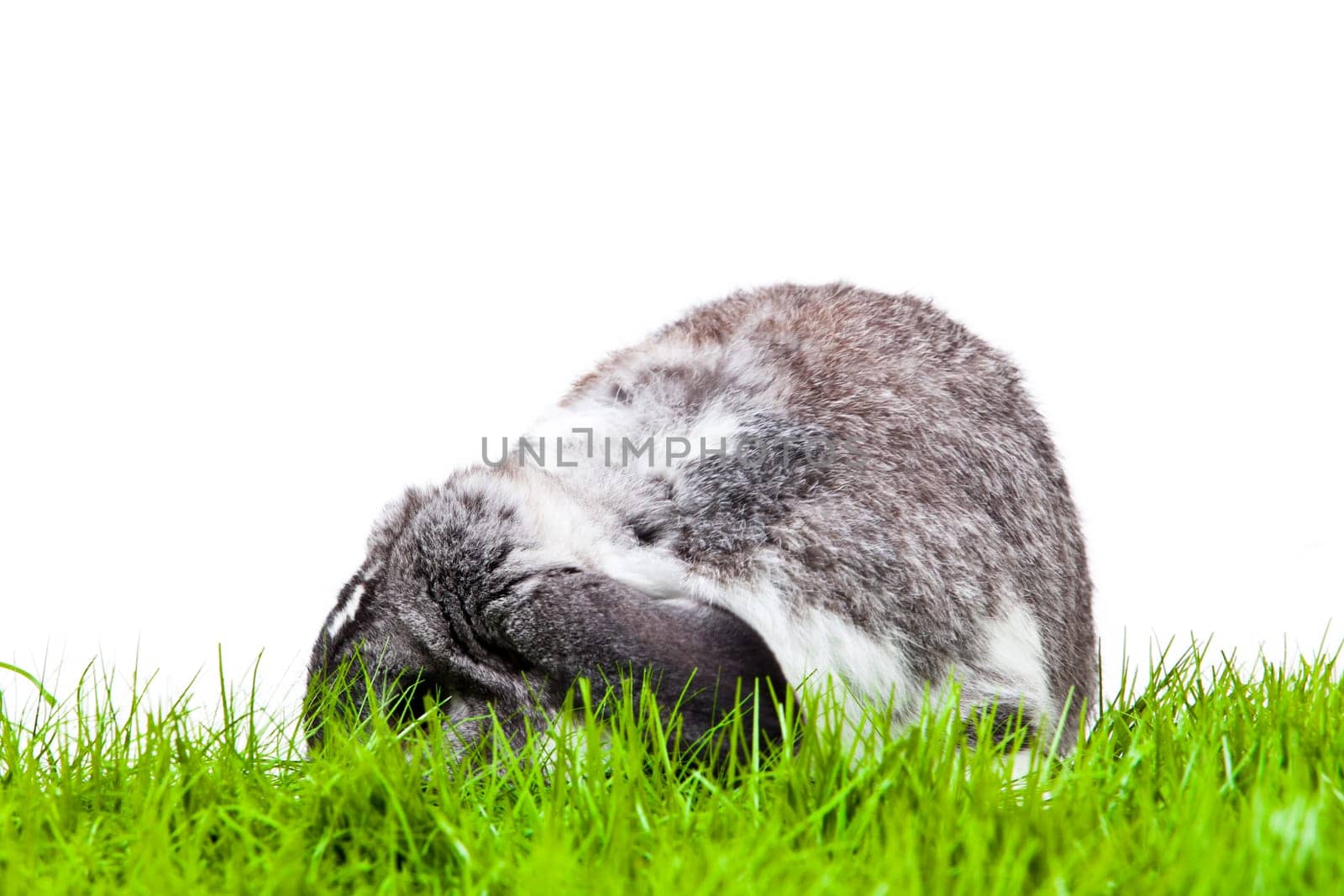 Adorable rabbit isolated on a white background. French Lop rabbit.
