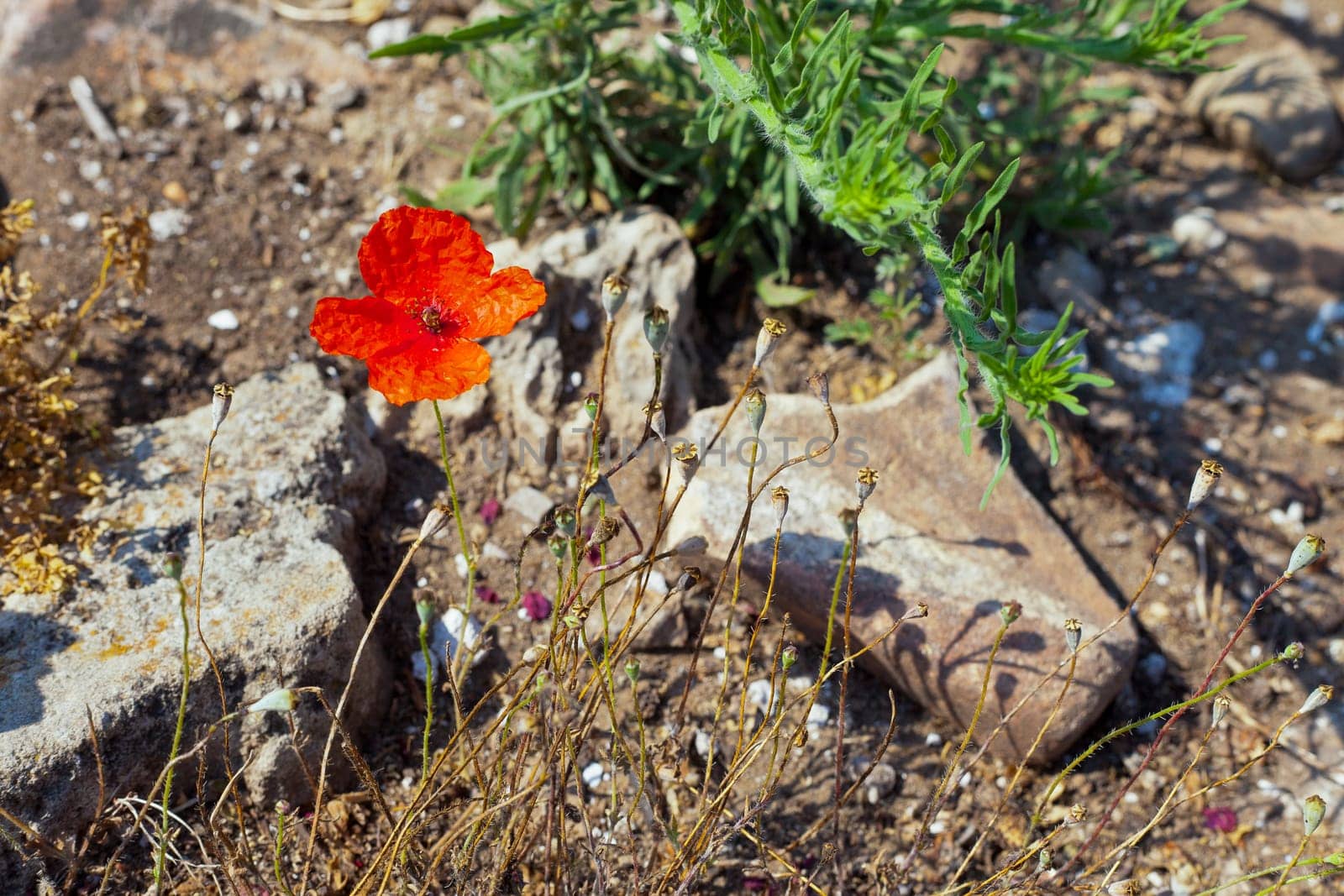 The Wild poppies growing in a spring field