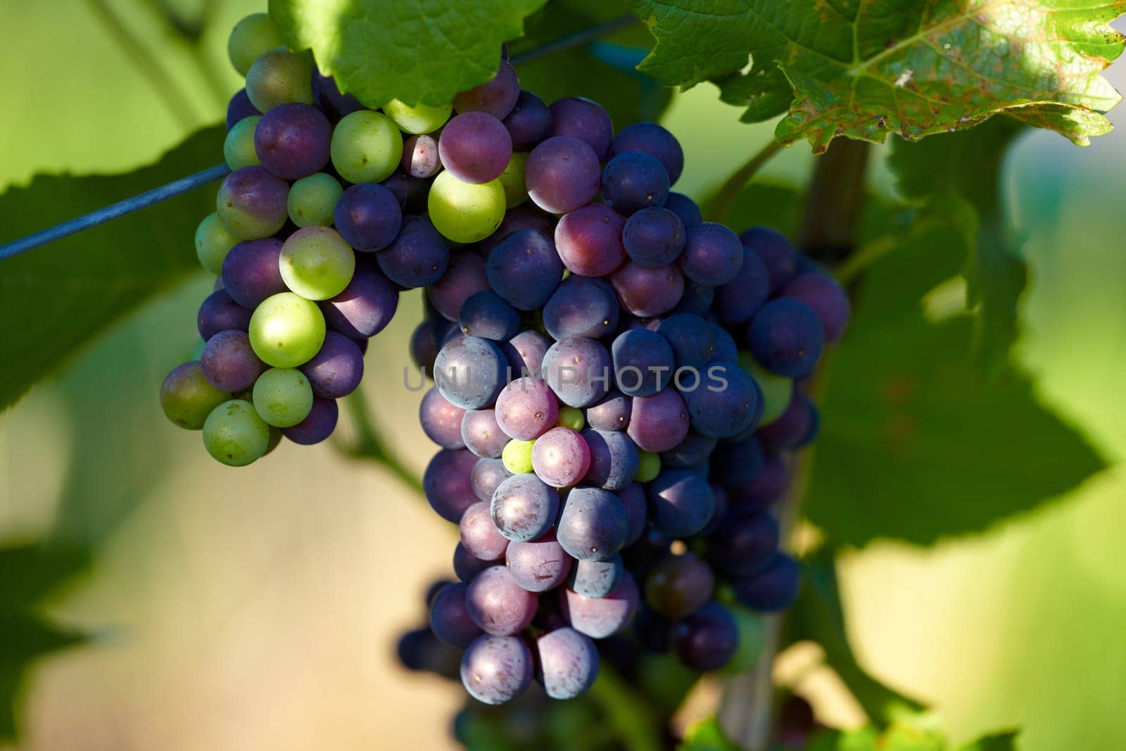 Ripe grapes on the vine shortly before harvest
