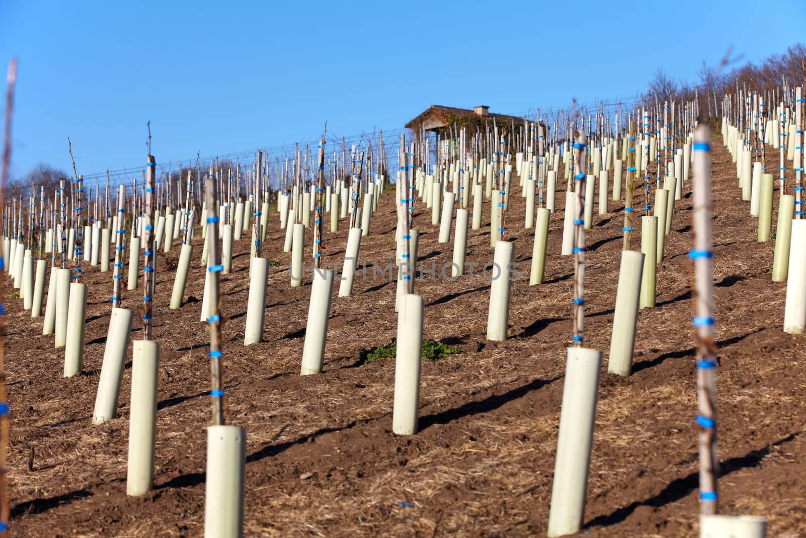 Newly planted vines in winter