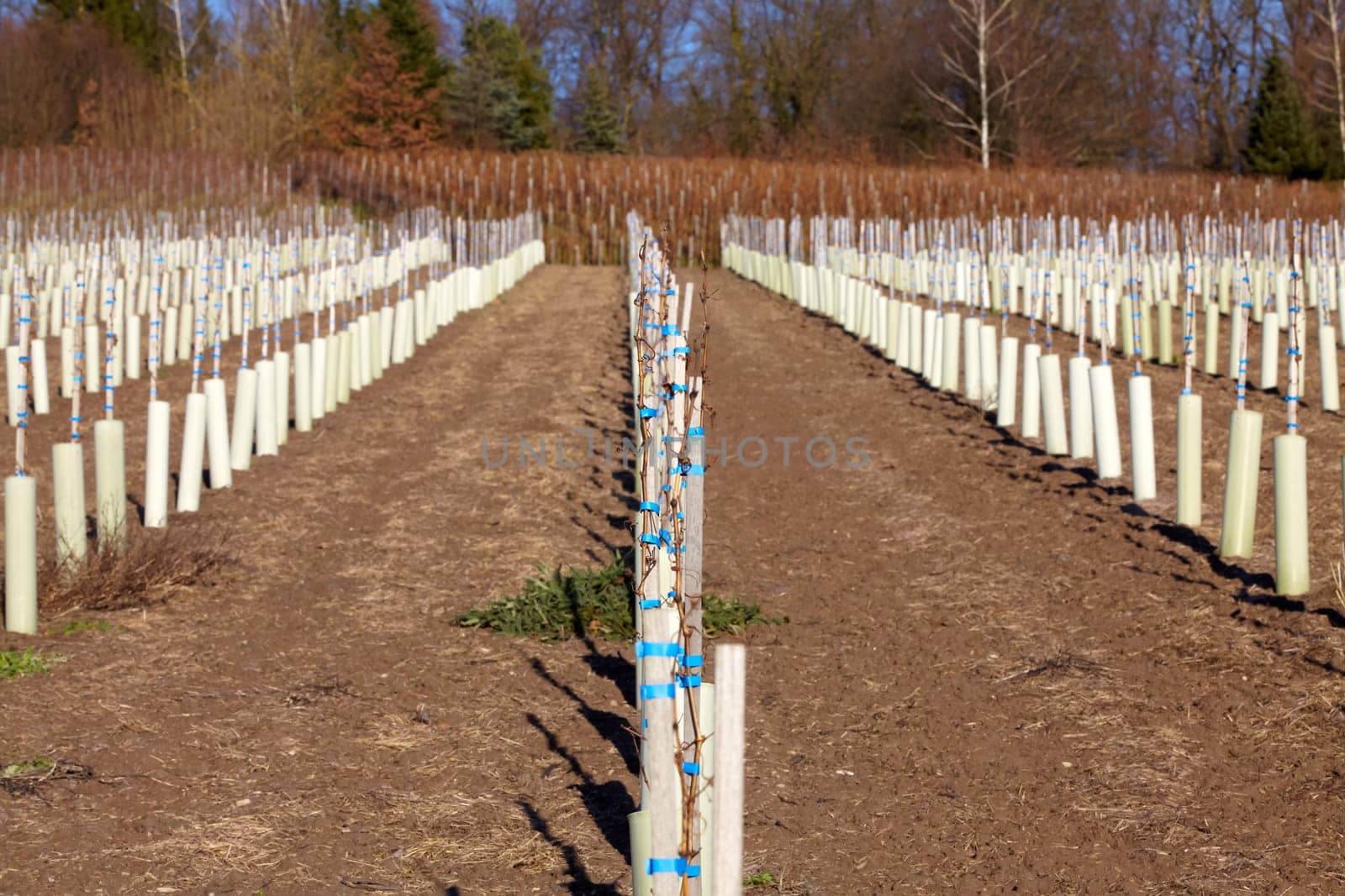 Newly planted vines in winter