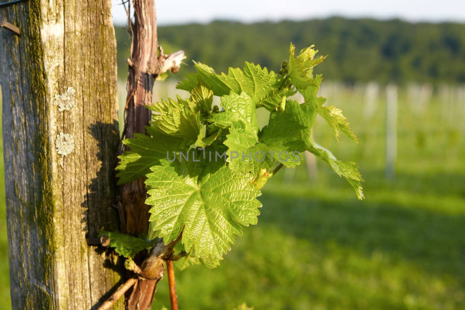 Close-up of a young grapevine in summer