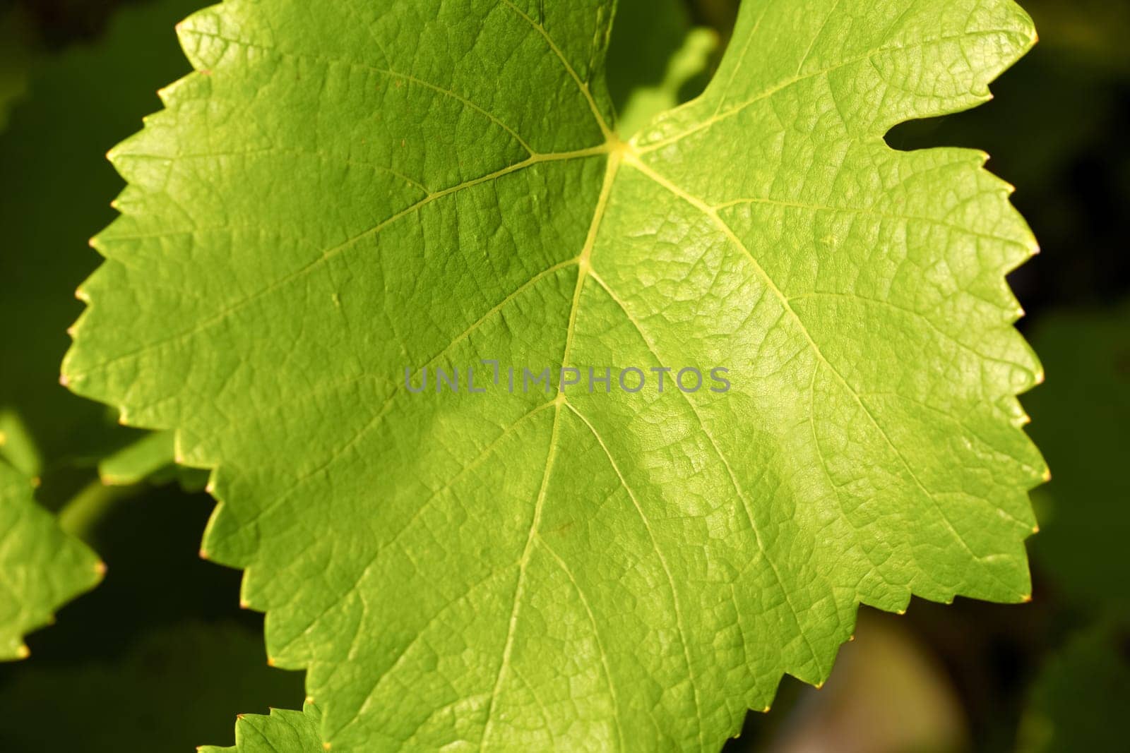 Close-up of a green vine leaf