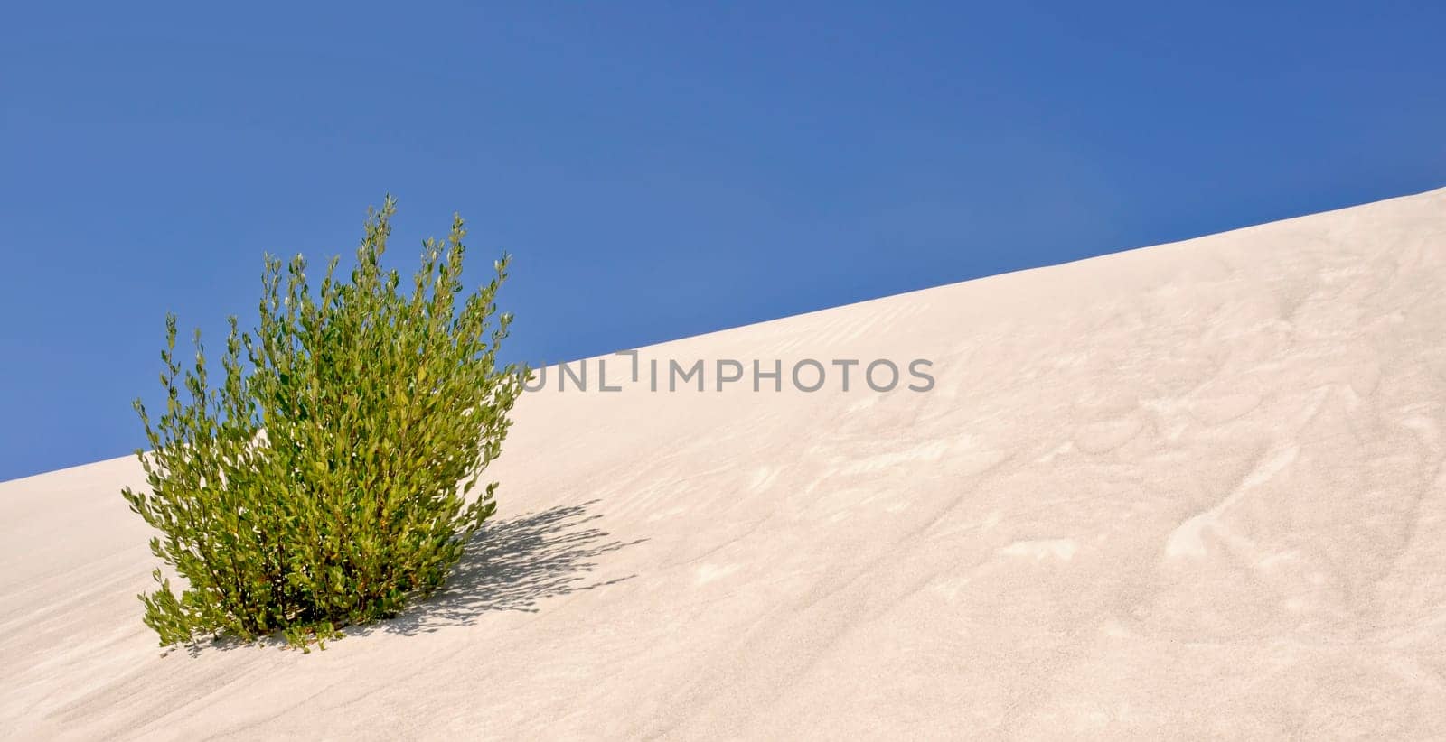 Sand dune
