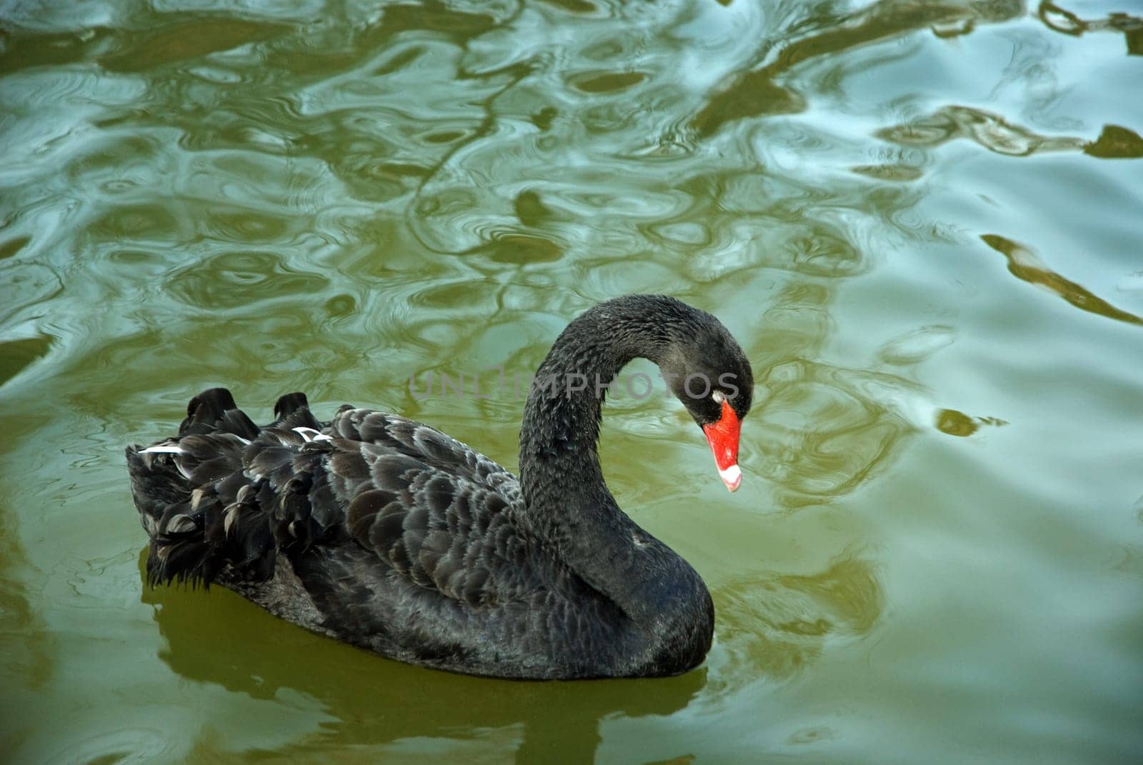 Swan