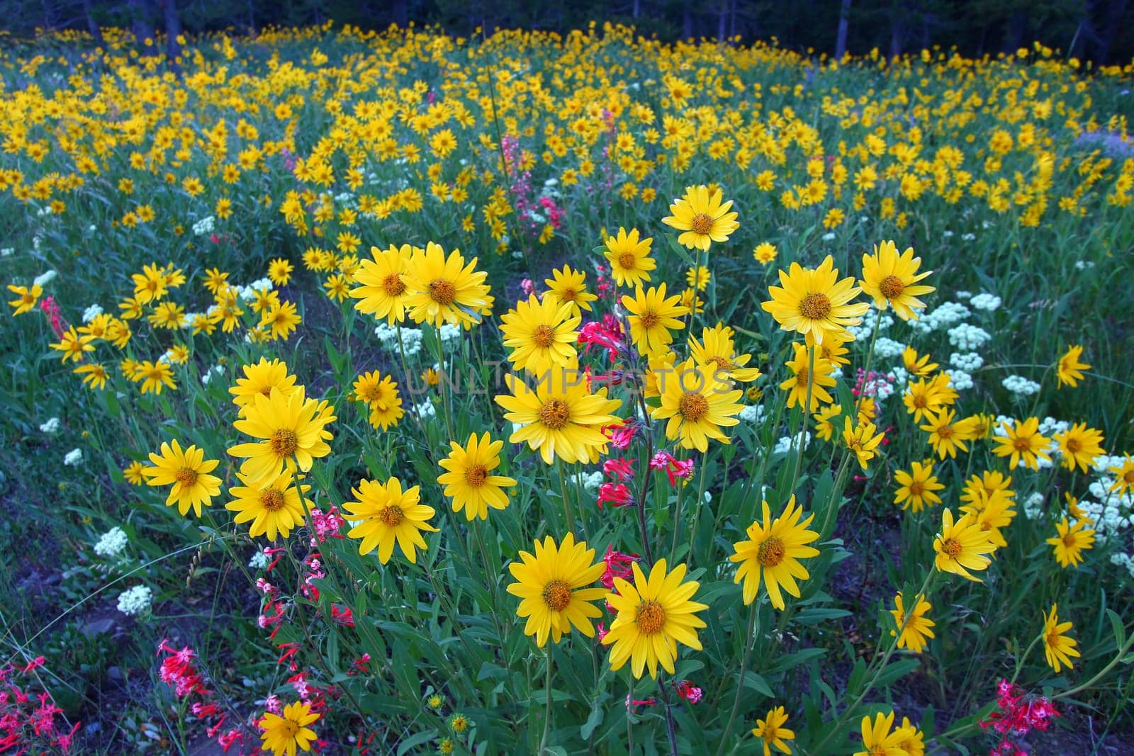 Bright wildflowers in a meadow of Grand Teton National Park in Wyoming.