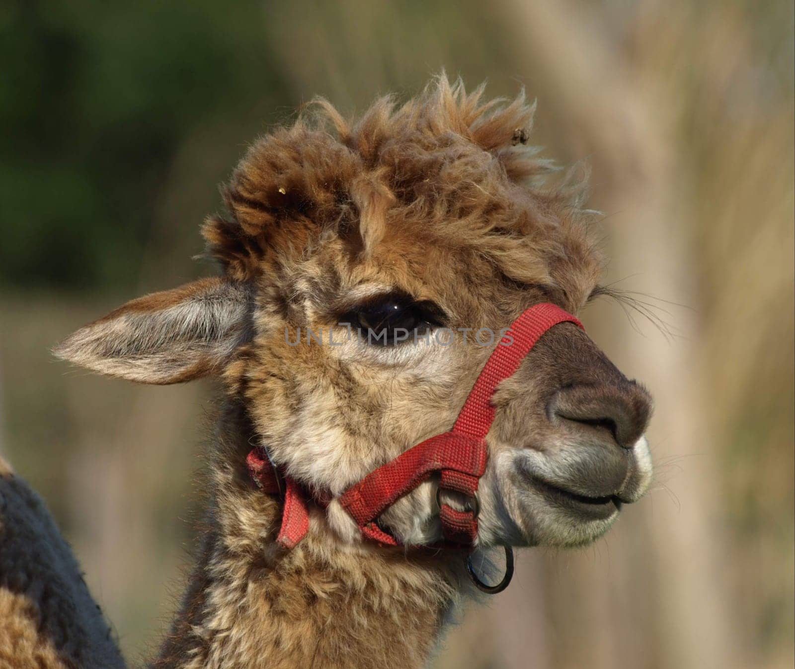 Alpaca