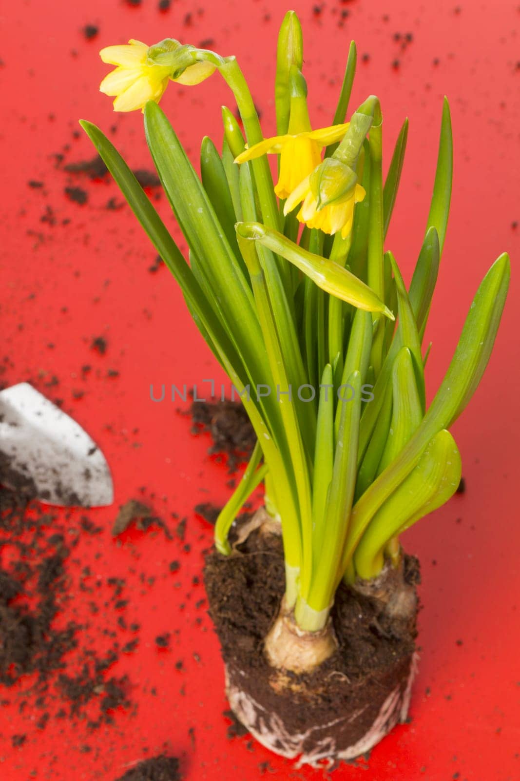 Yellow daffodils on a red table
