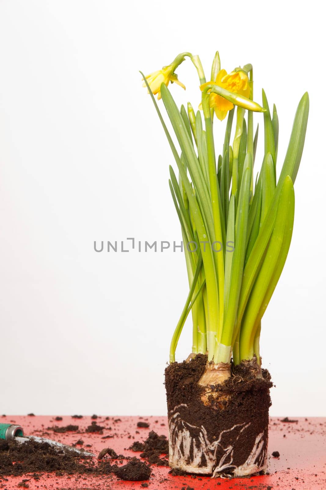 Yellow daffodils on white background