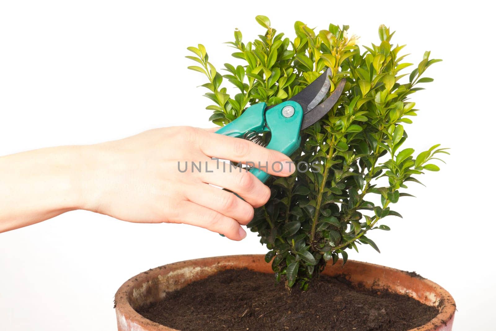 Female hand cutting a boxwood with pruning shears