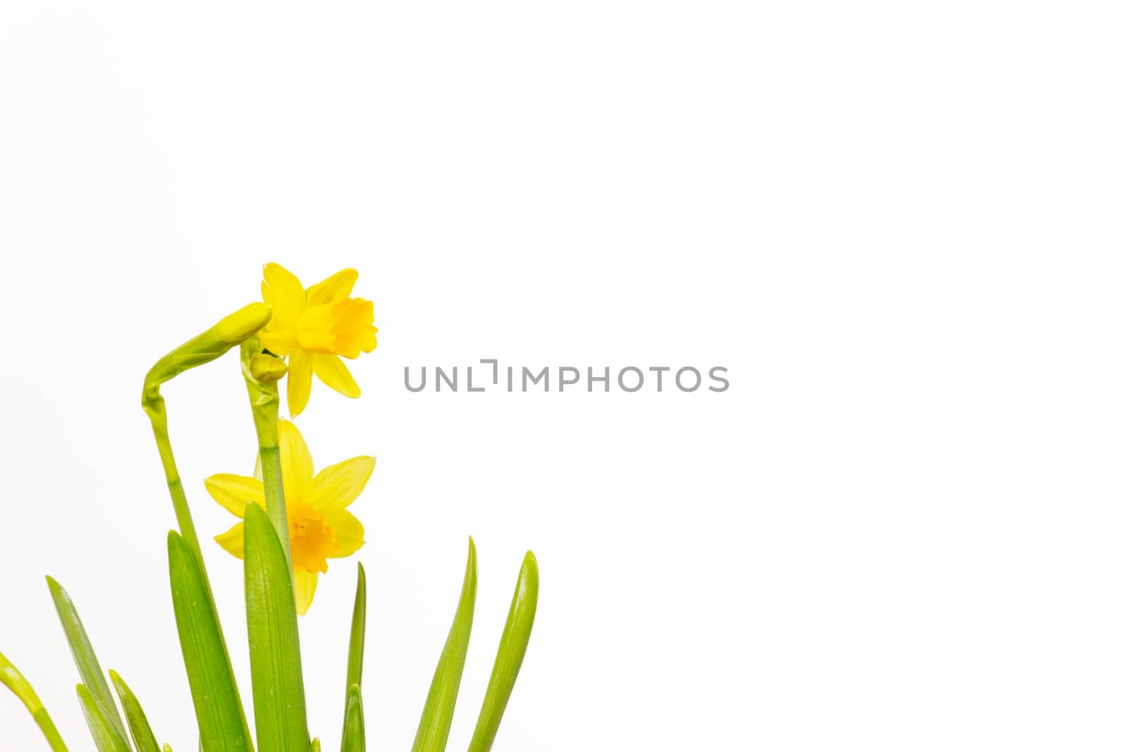 Yellow daffodils on white background