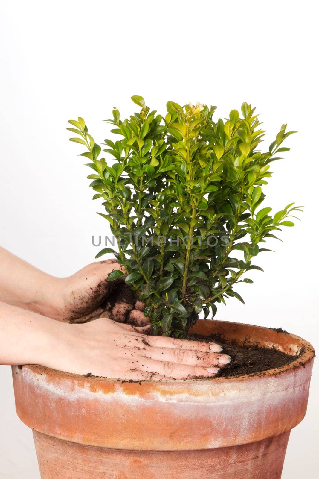 A beech tree is transplanted into a large pot