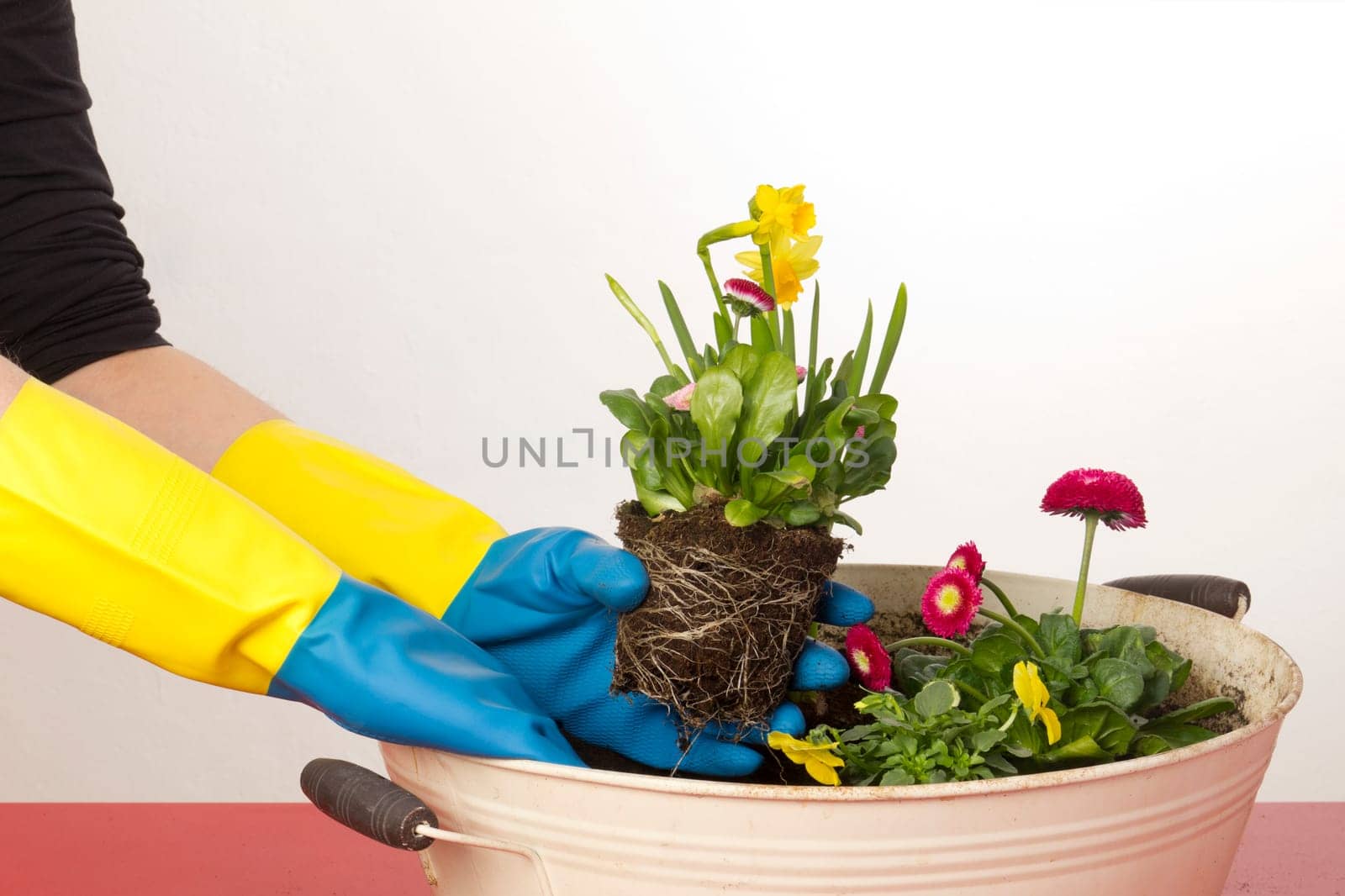 Female hands planting spring bloomers