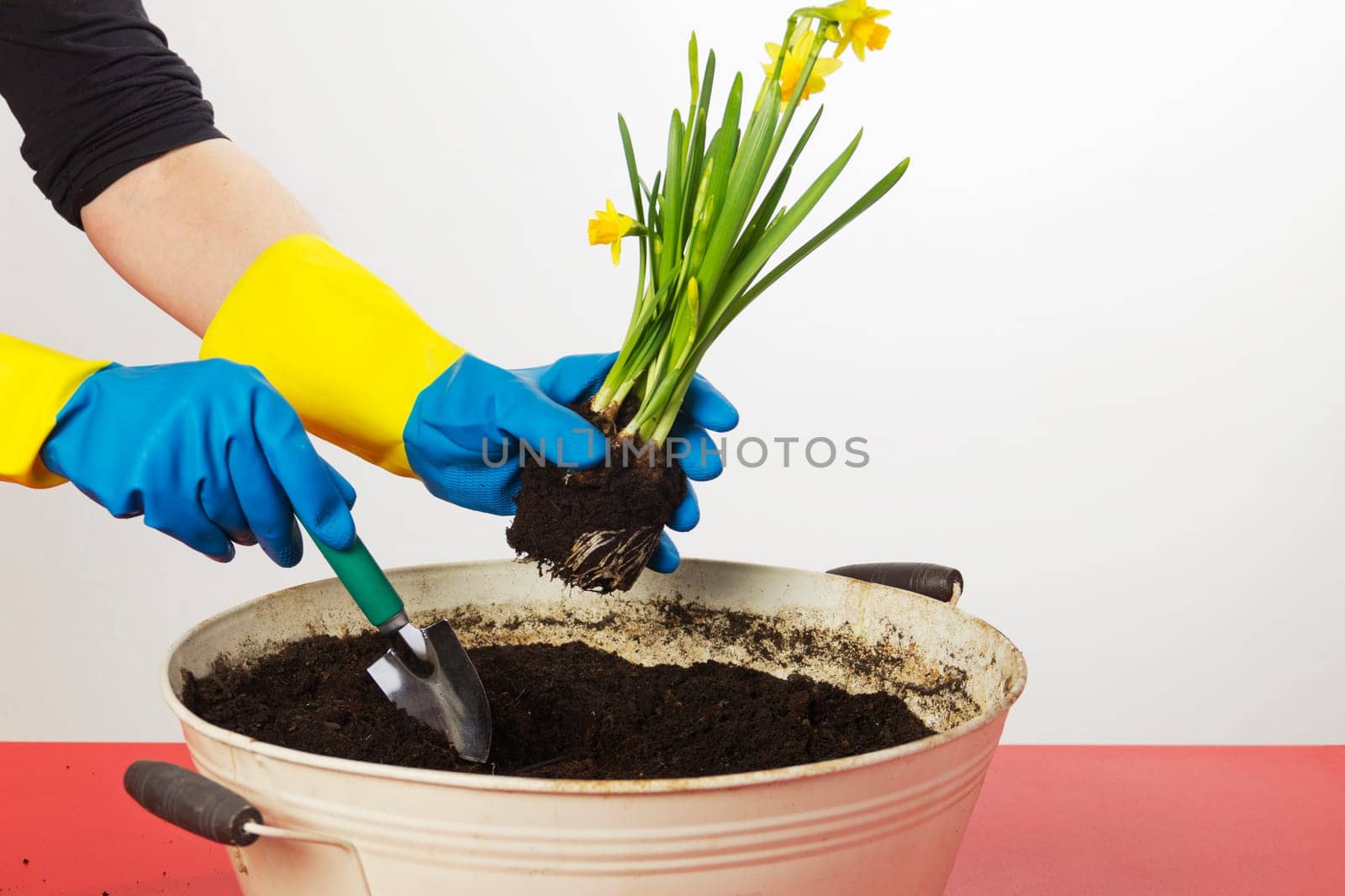 Female hands with gloves potting spring bloomers