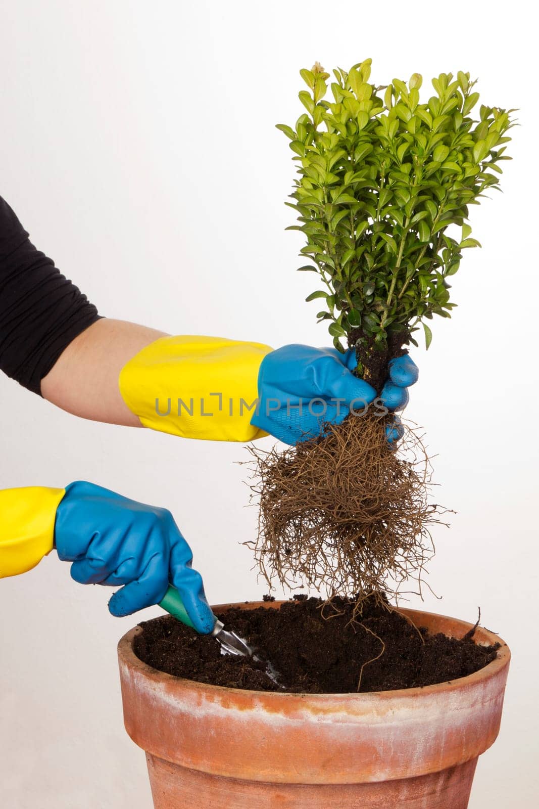 A boxwood is potted