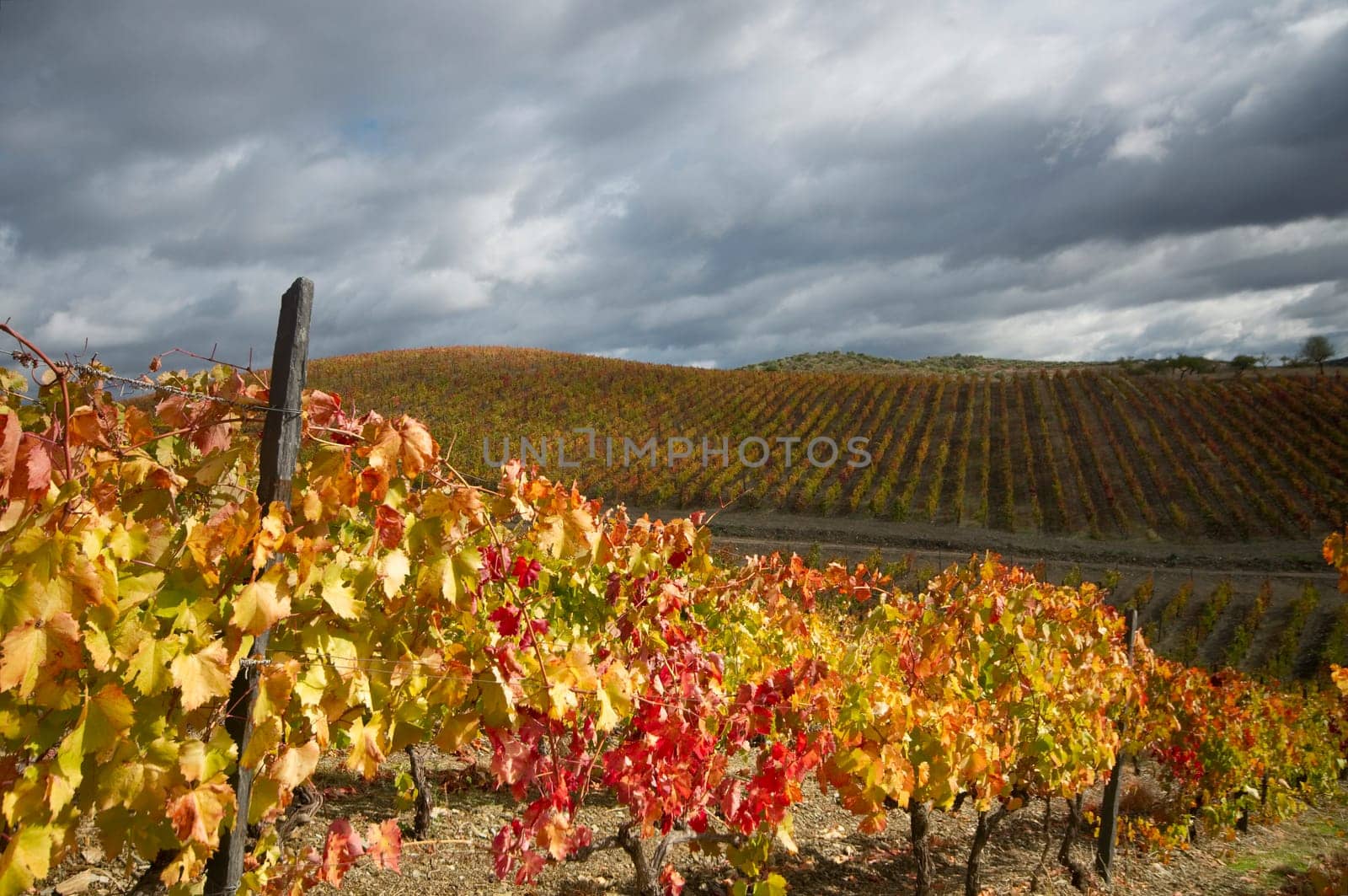 Vineyard in full autumn colors at Douro valley, Portugal
