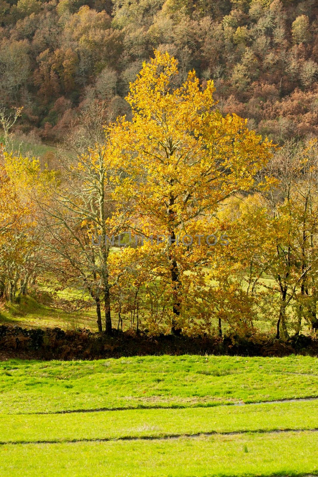 Trees at pasture at Northeastern Portugal in Autumn