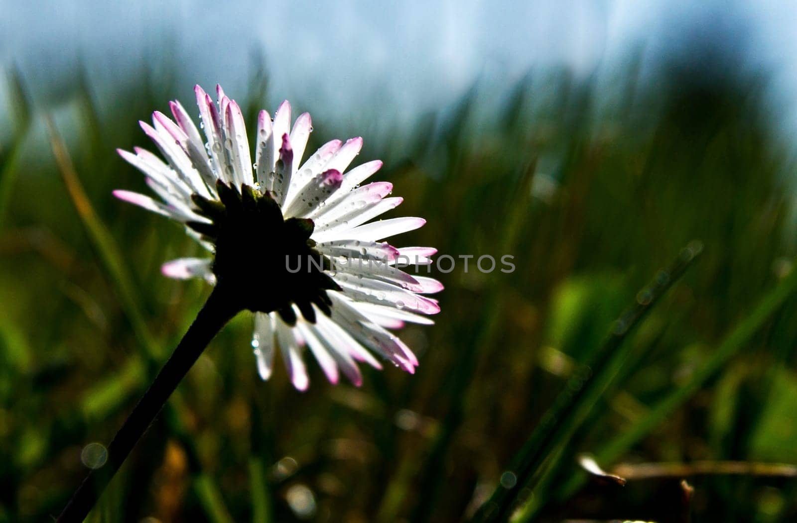 SONY DSC