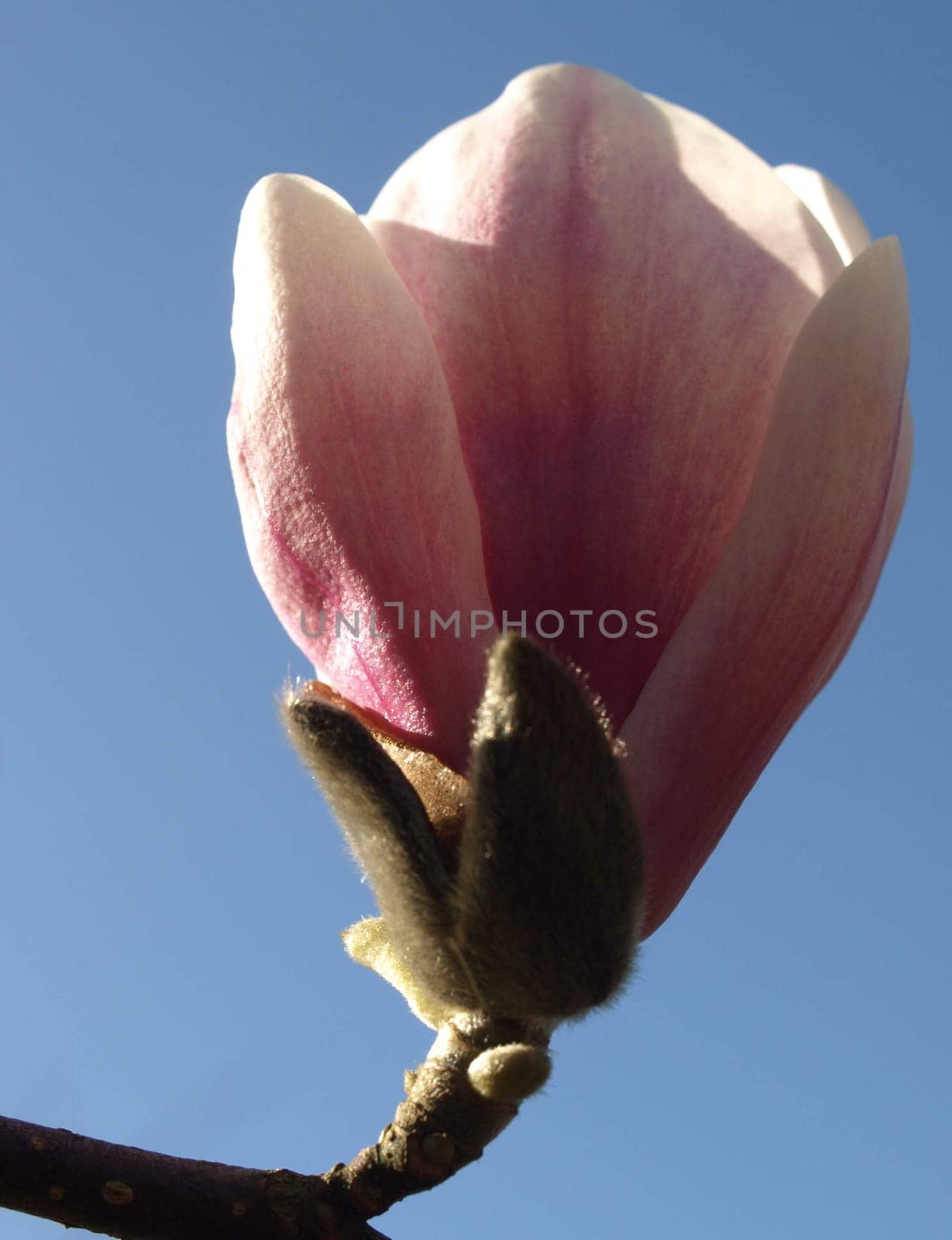 Magnolia