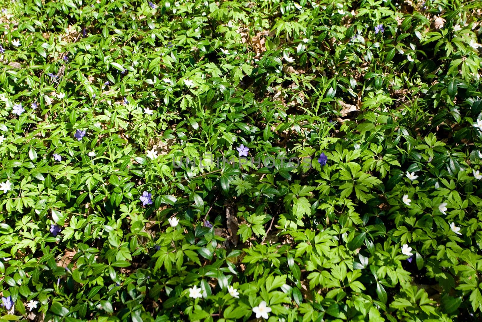 White and blue anemones carpet in a forest