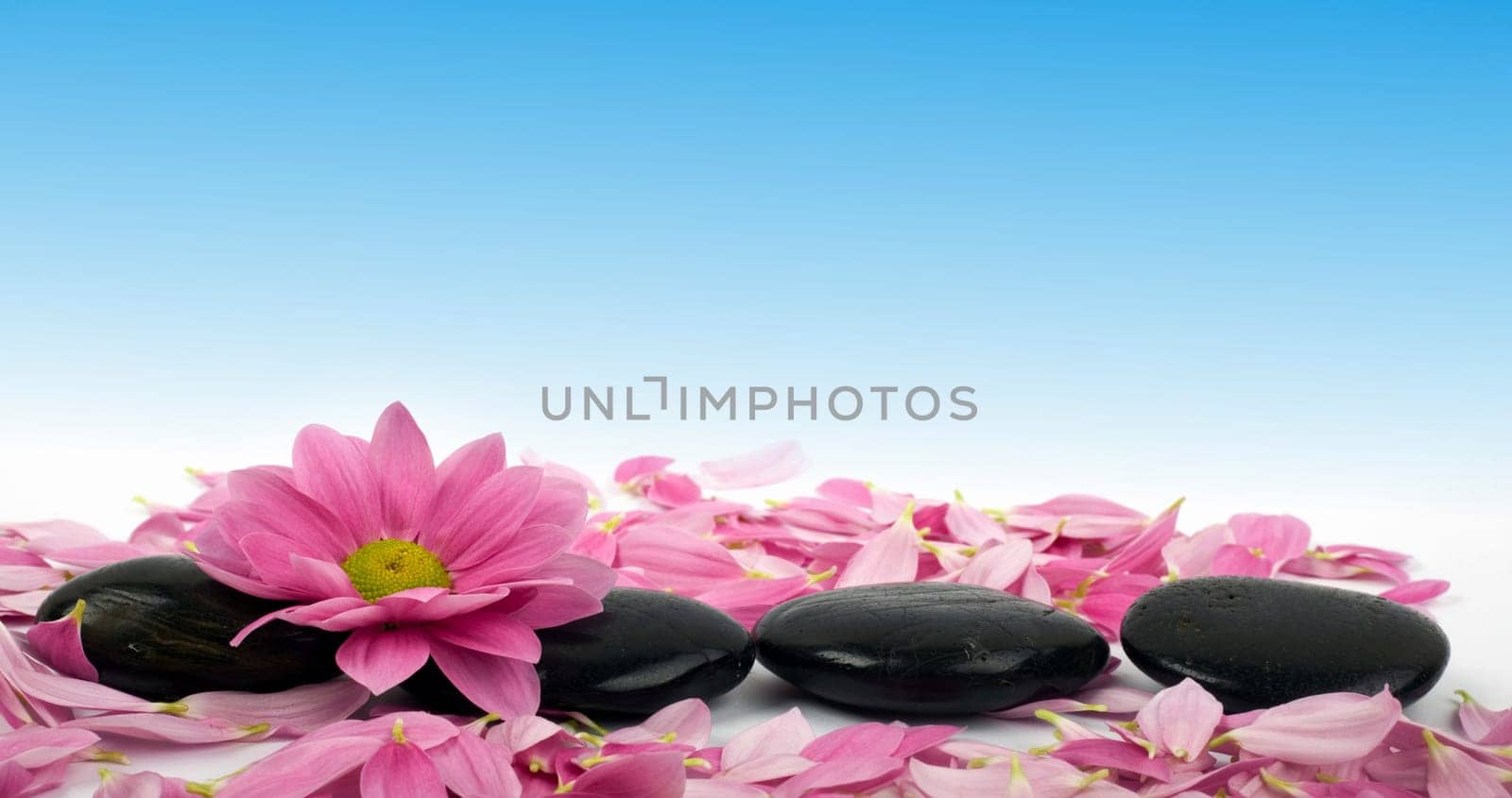 An image of row of stones with flower in water